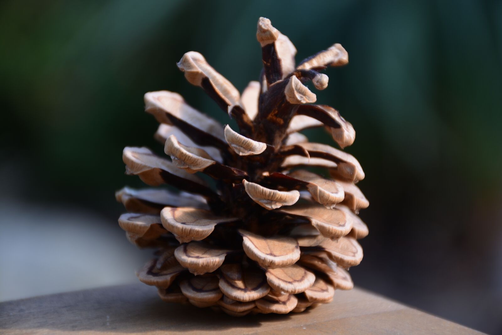 Nikon D7100 sample photo. Cone, brown, nature photography