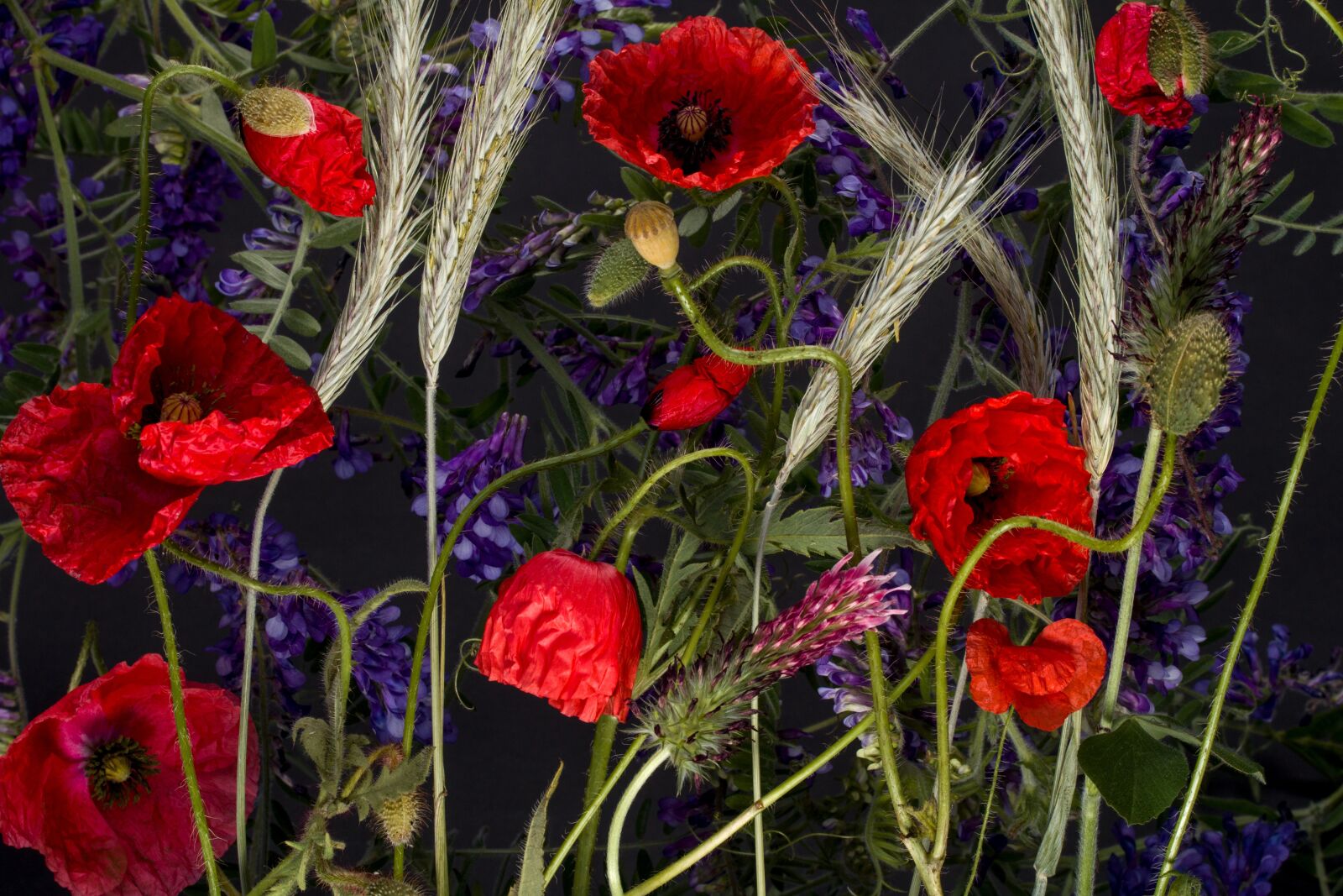Canon EF-S 60mm F2.8 Macro USM sample photo. Poppy, klatschmohn, poppy flower photography