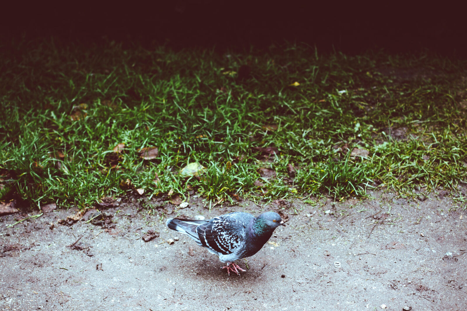 Canon EOS 50D + Canon EF 50mm F1.4 USM sample photo. Gray, outdoor, pigeon, rain photography