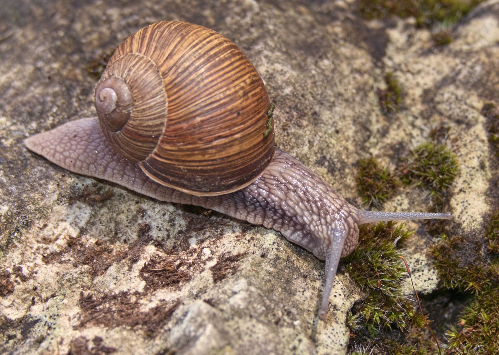 Panasonic Lumix DMC-FZ1000 sample photo. Snail, shell, bauchfuesser photography