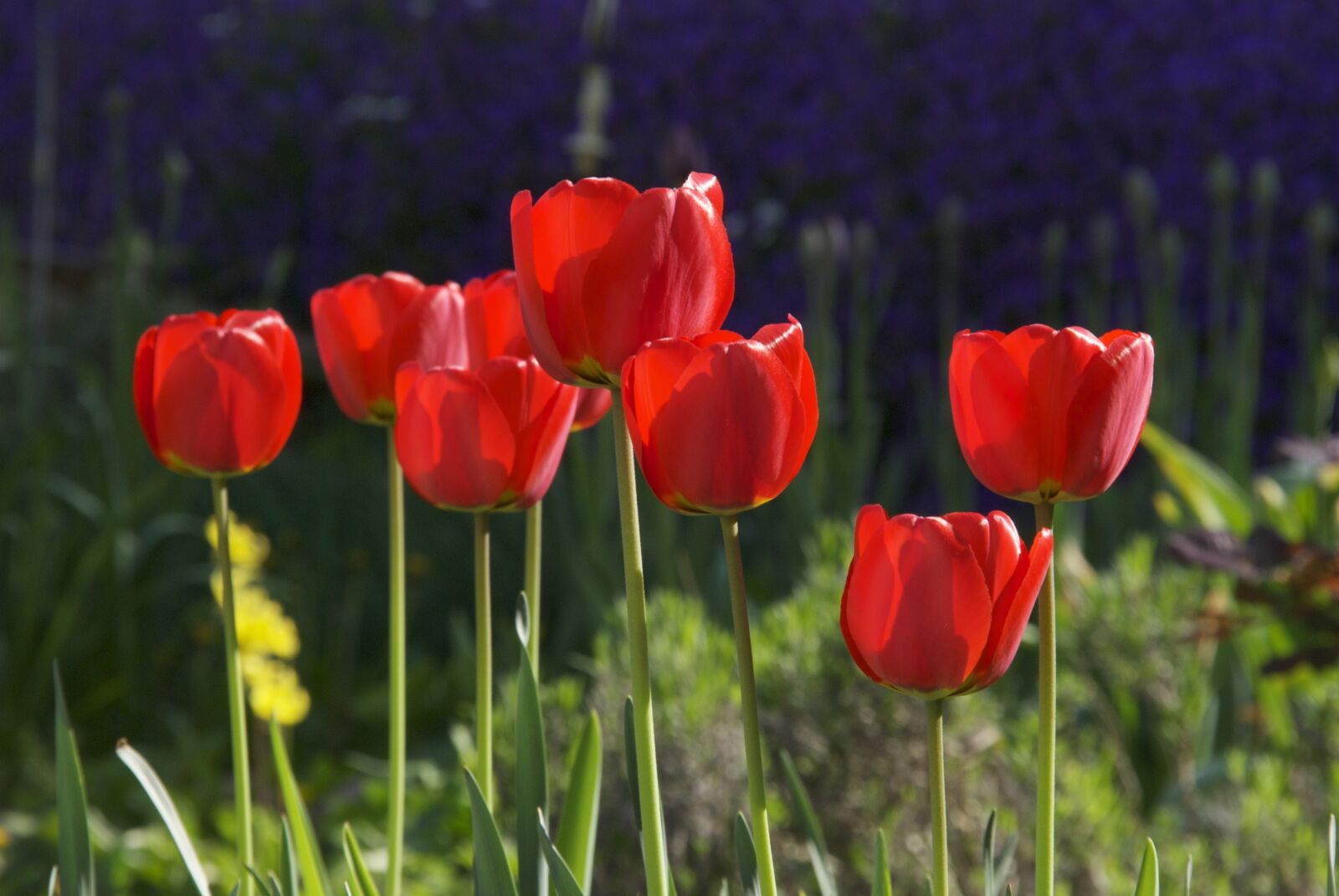 Nikon D80 sample photo. Tulips, flowers, spring flowers photography