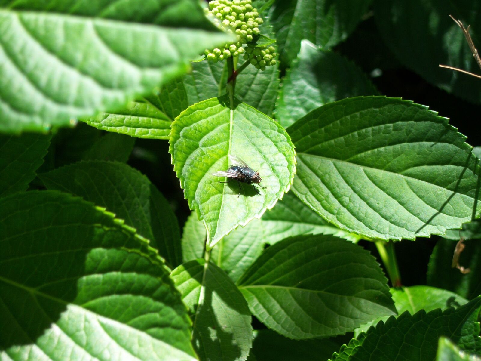 Kodak EASYSHARE V1003 ZOOM DIGITAL CAMERA sample photo. Fly, leaf, plant photography