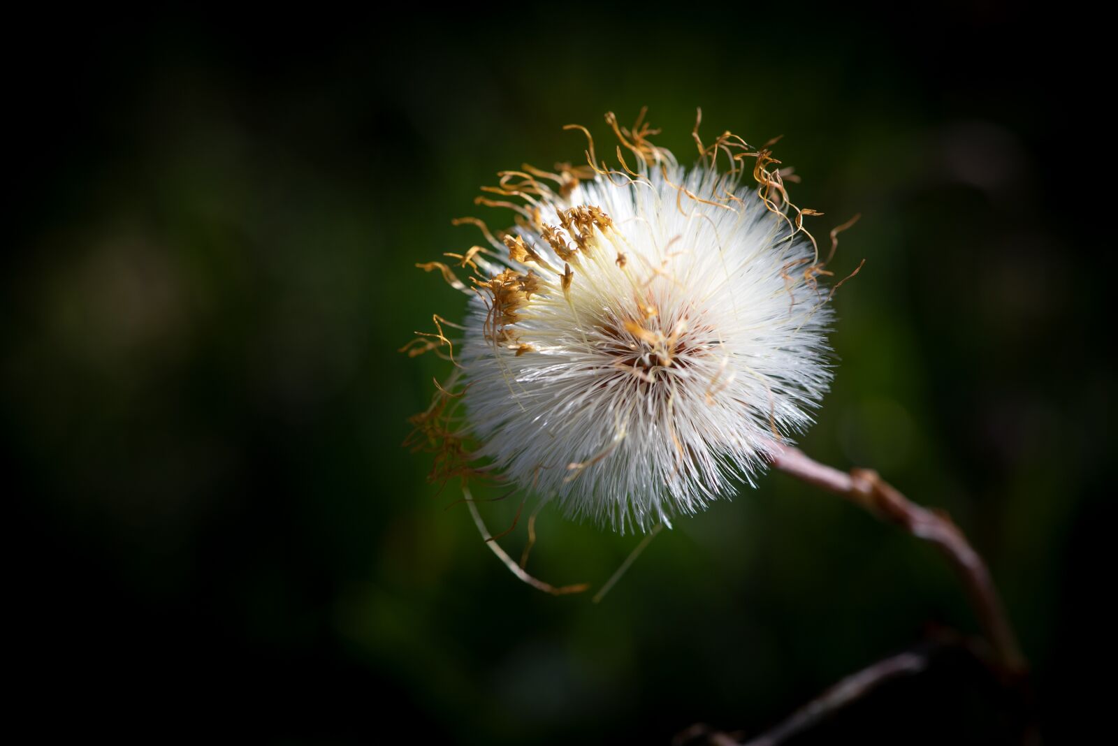 Nikon D750 sample photo. Flying seeds, seeds, blossom photography