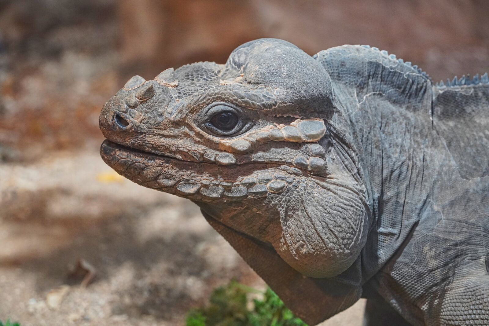 Sony a6400 sample photo. Iguana, reptile, terrarium photography