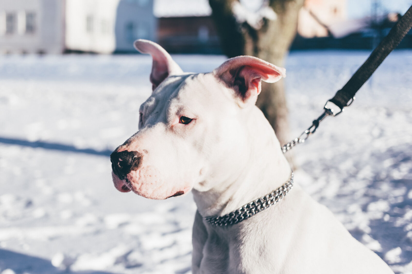 Canon EF 40mm F2.8 STM sample photo. Animal, breed, canine, chain photography