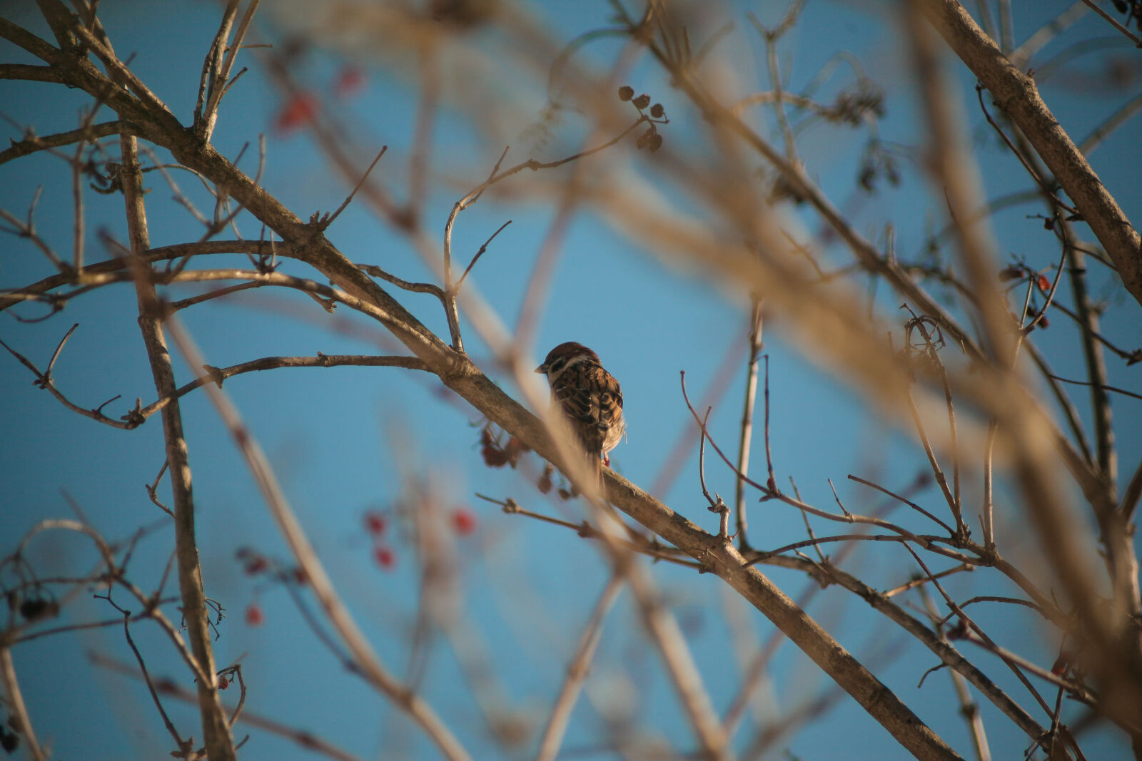 Canon EF 70-210mm f/4 sample photo
