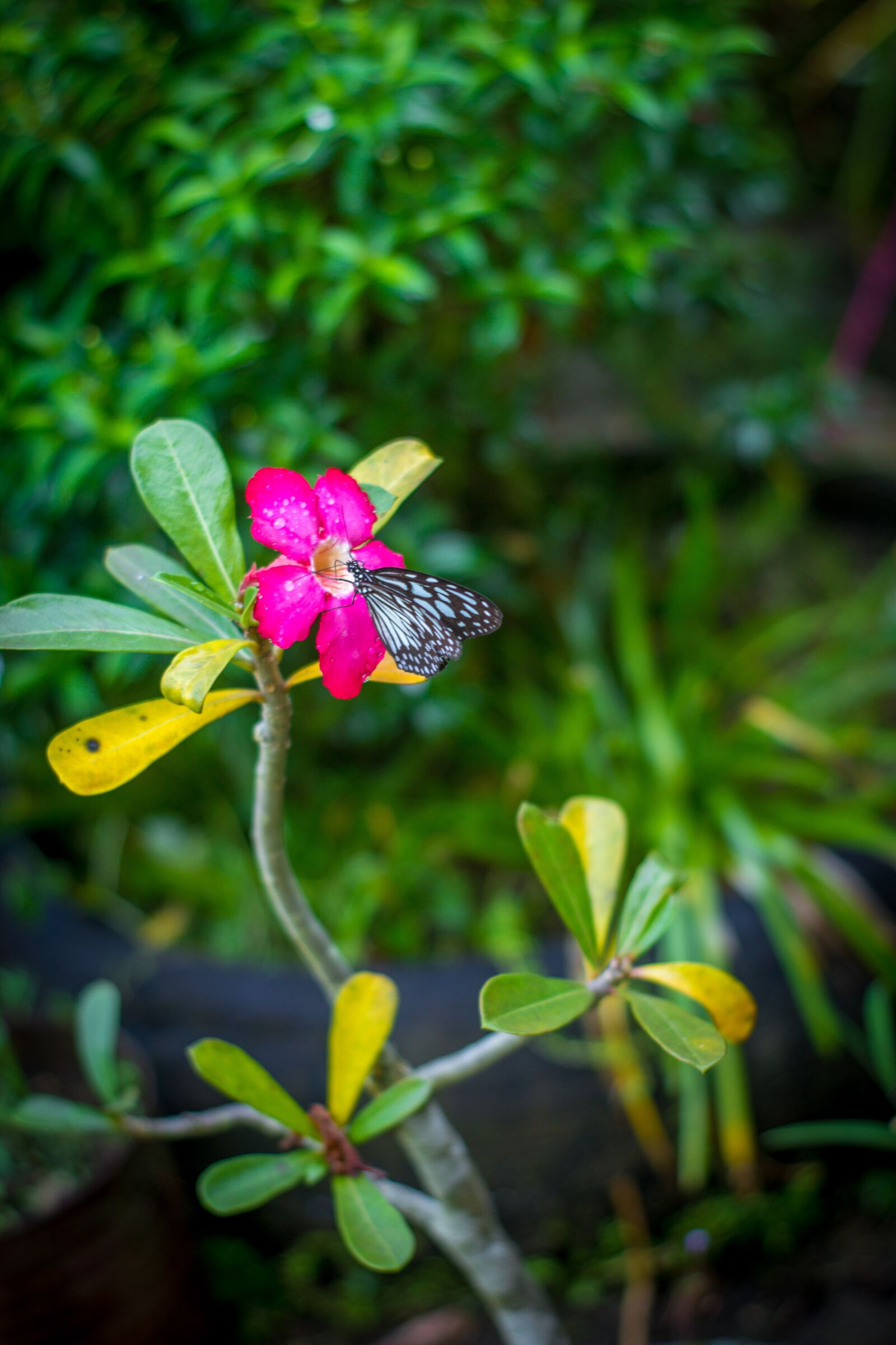 Canon EOS 1200D (EOS Rebel T5 / EOS Kiss X70 / EOS Hi) sample photo. Flower, pink flower, butterfly photography