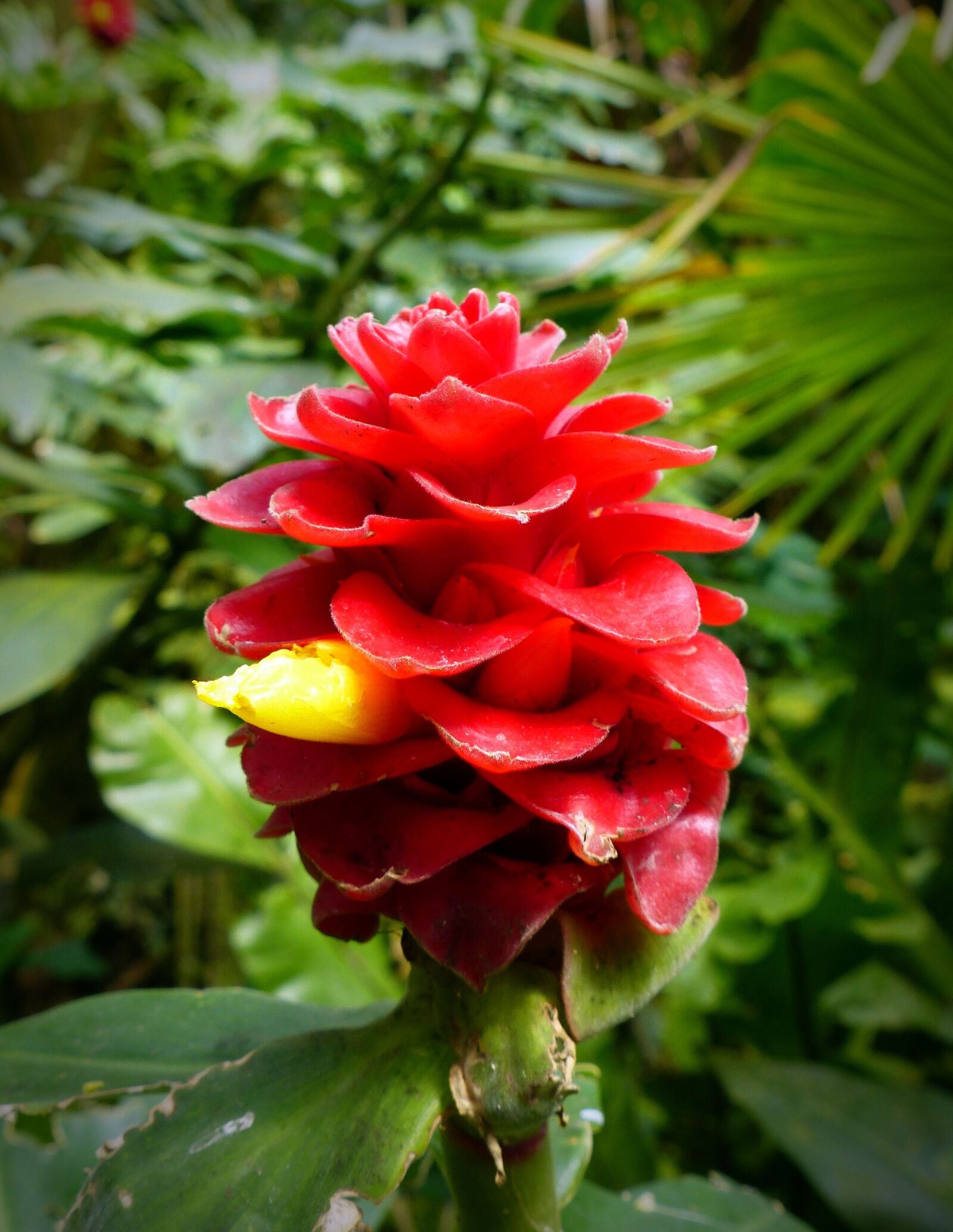 Panasonic Lumix DMC-FZ200 sample photo. Flower of the bearded photography