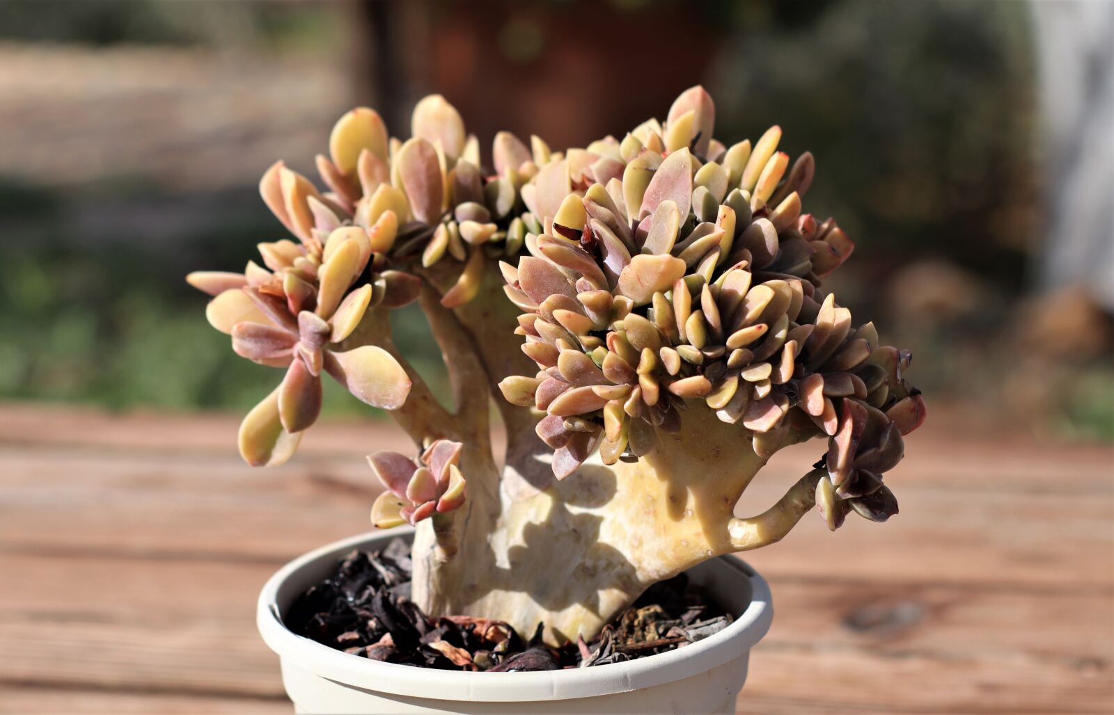 Canon EOS M50 (EOS Kiss M) sample photo. Crestaci n, succulent crested photography