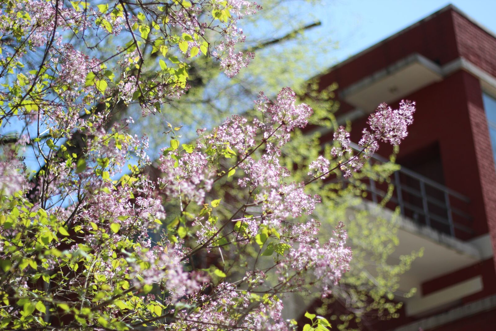 Canon EOS 600D (Rebel EOS T3i / EOS Kiss X5) + Canon EF 50mm F1.8 STM sample photo. Clove, spring, flower photography