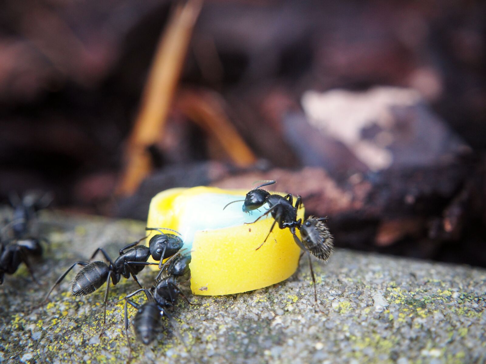 Olympus OM-D E-M10 sample photo. Ant, ants, eat photography