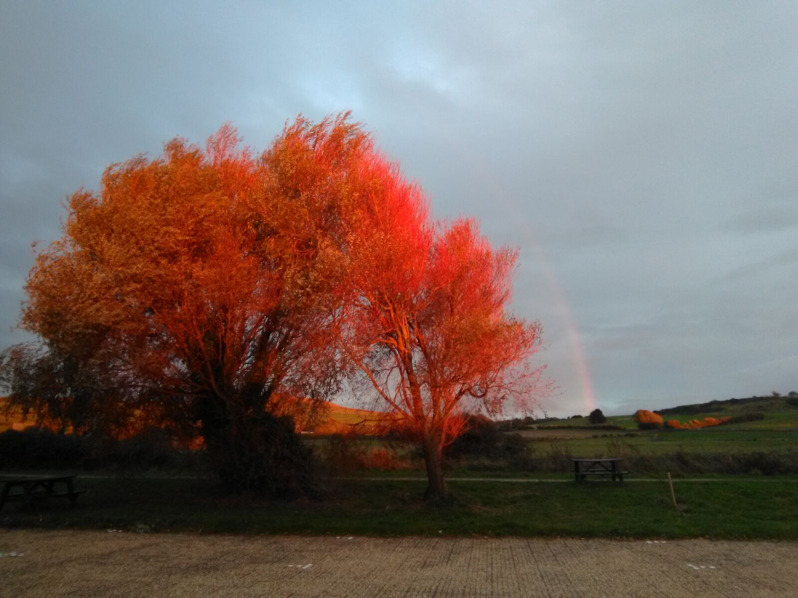 HMD Global Nokia 2 sample photo. Trees, sunlight, scene photography