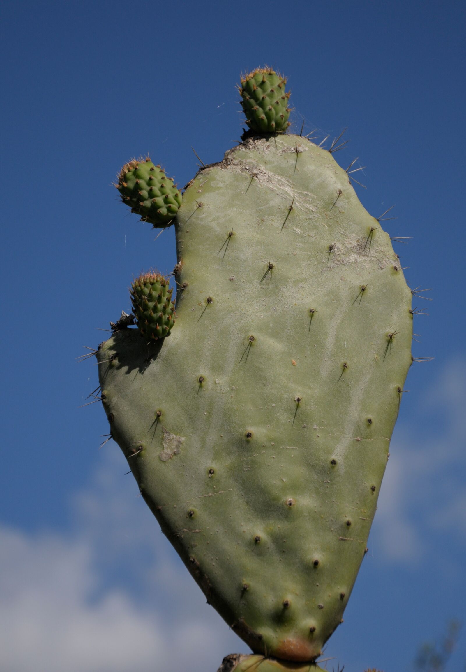 Nikon D300 sample photo. Sardinia, cactus, plant photography
