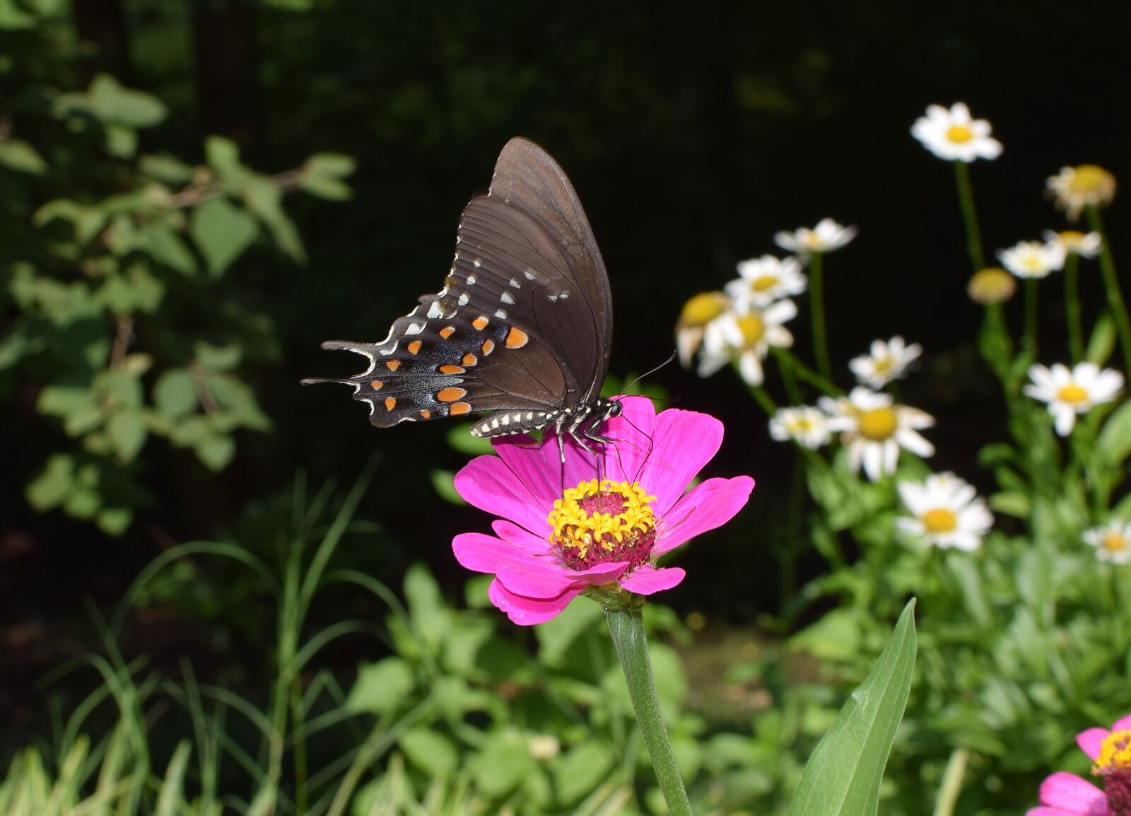 Nikon D3300 sample photo. Hybrid swallowtail on zinnia photography