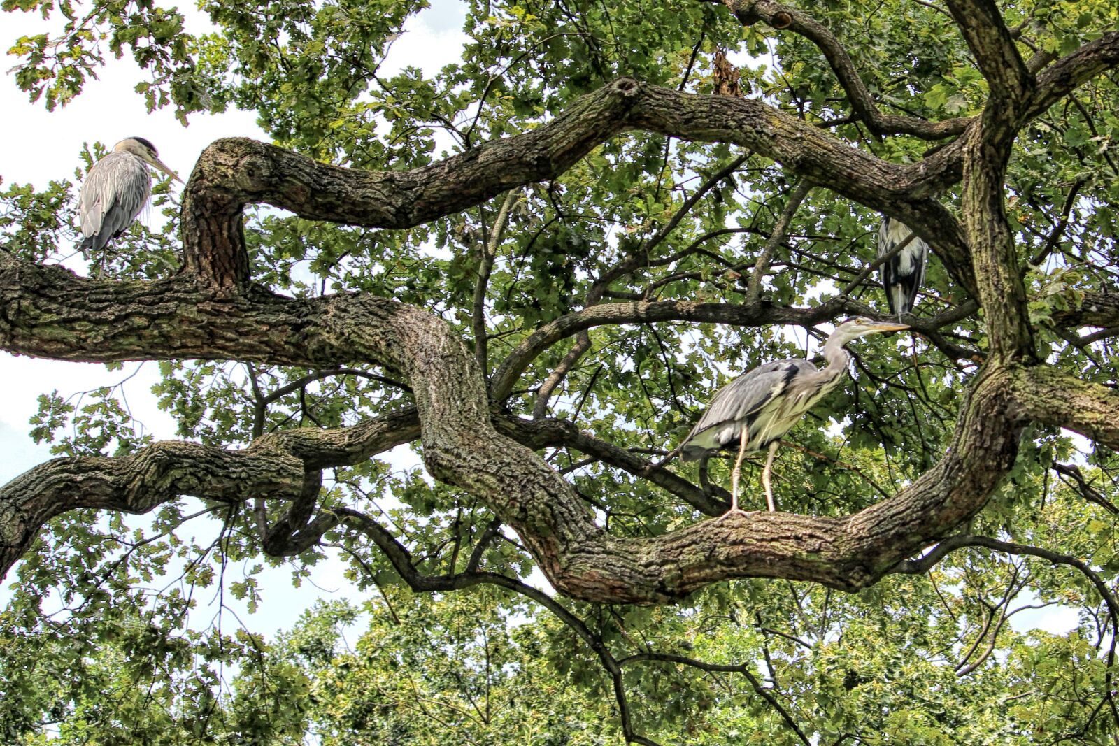 Canon EOS 600D (Rebel EOS T3i / EOS Kiss X5) sample photo. Aesthetic, tree, gnarled photography