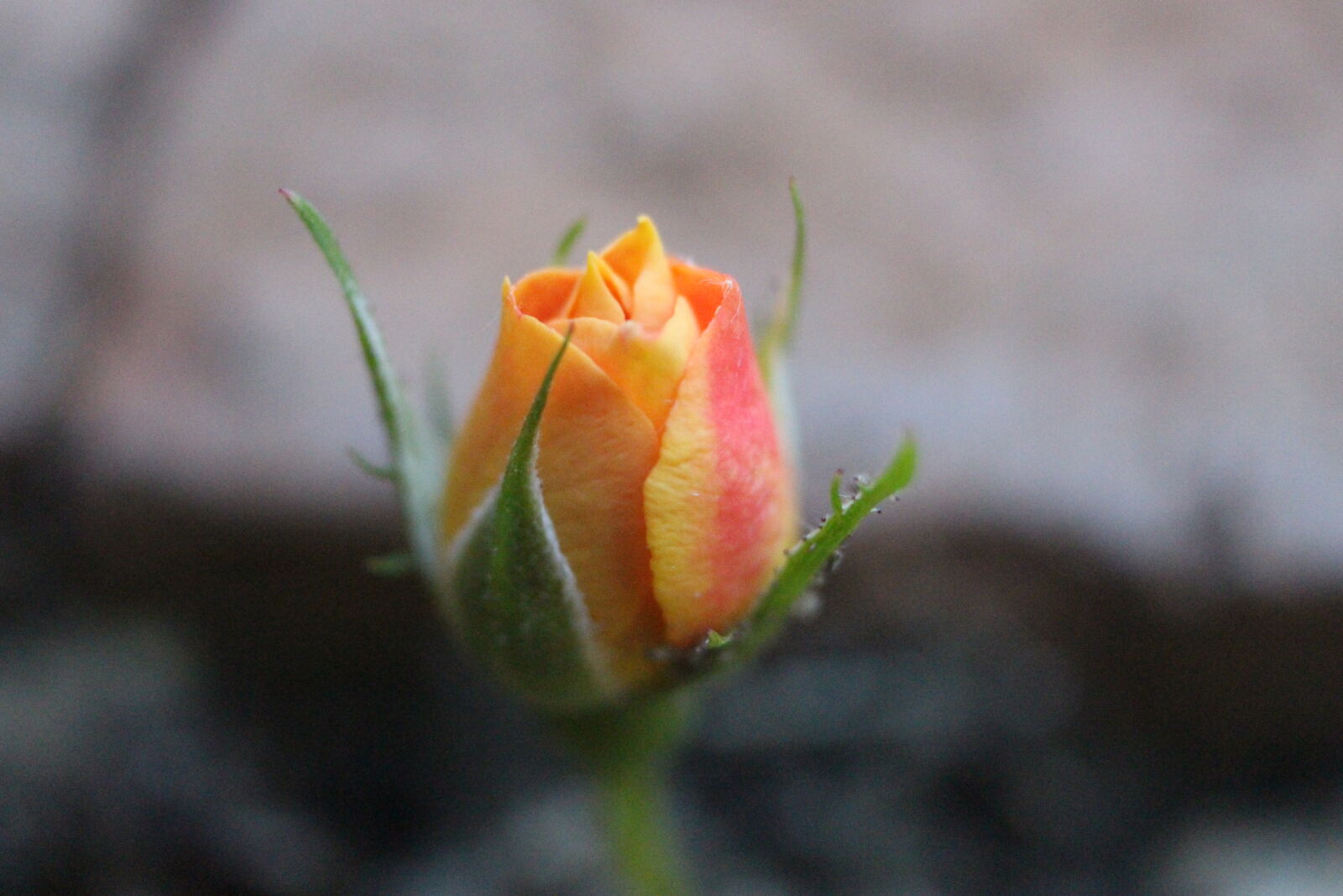 Canon EOS 700D (EOS Rebel T5i / EOS Kiss X7i) sample photo. Rose, gold photography