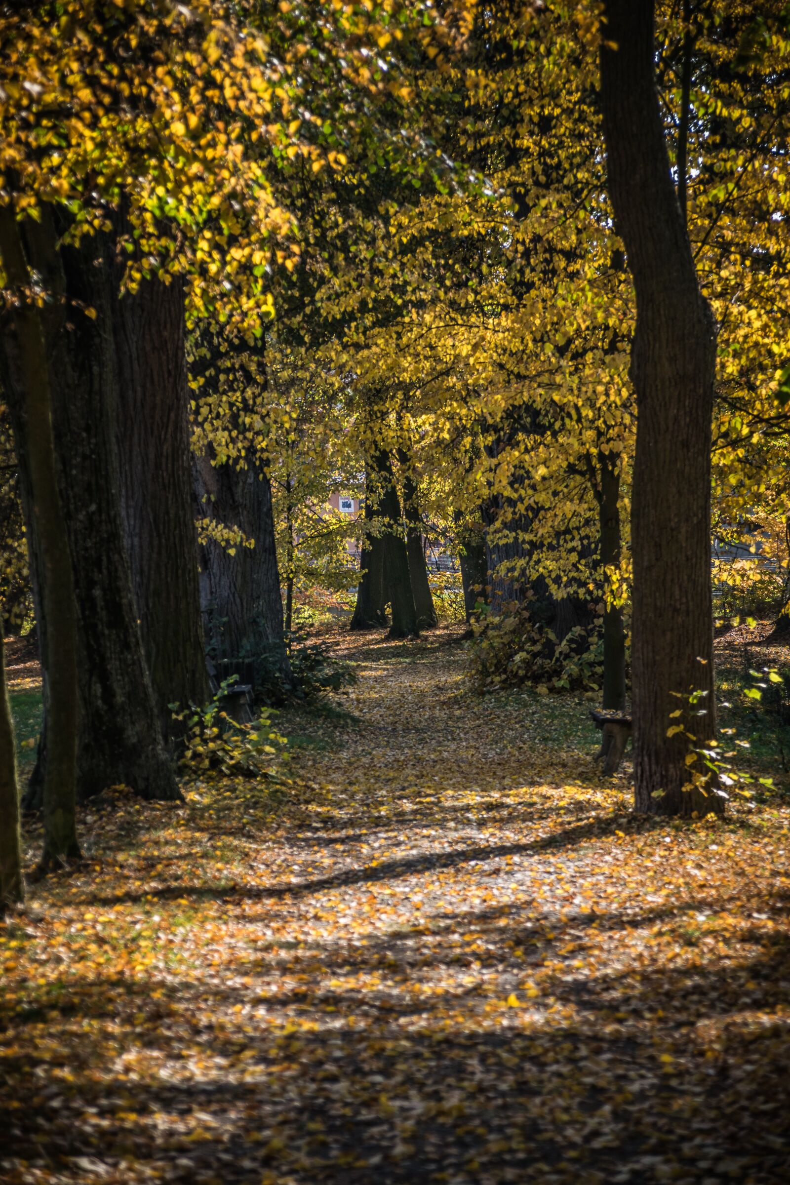 Nikon D5300 sample photo. Path, shading, trees photography