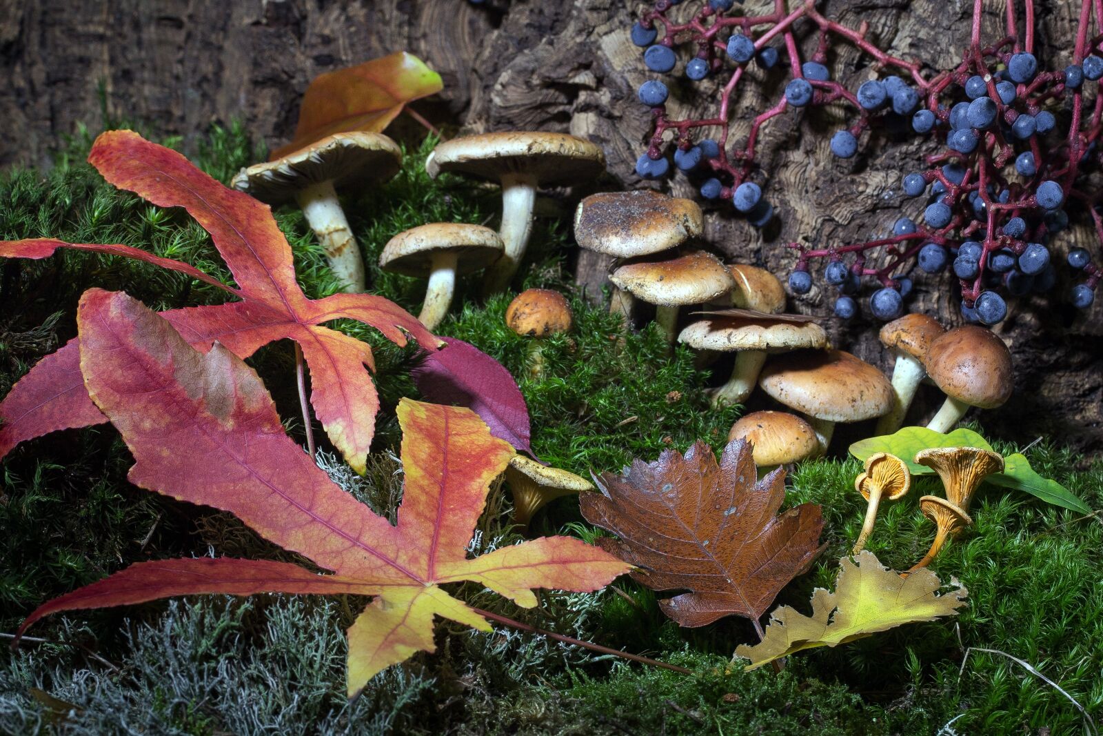 Canon EF-S 60mm F2.8 Macro USM sample photo. Forest, autumn, moss photography