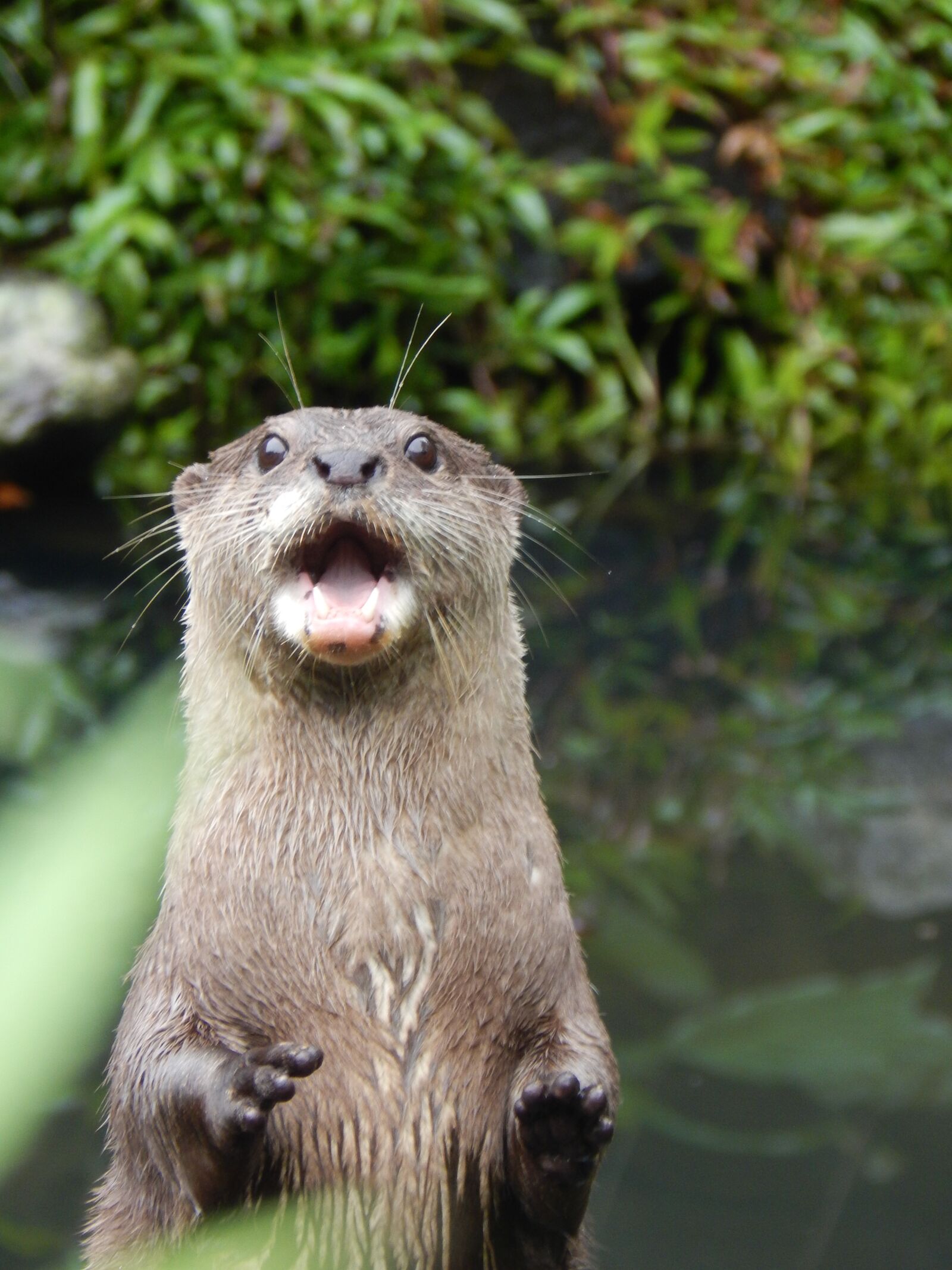 Nikon Coolpix L830 sample photo. Otter, animal, cute photography