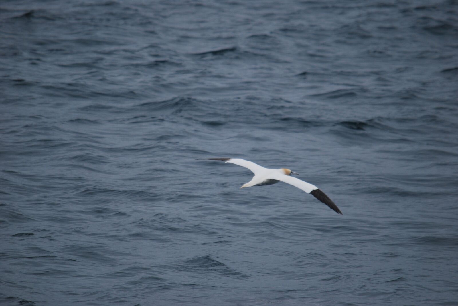 Nikon D60 sample photo. Gannet, bird, sea photography