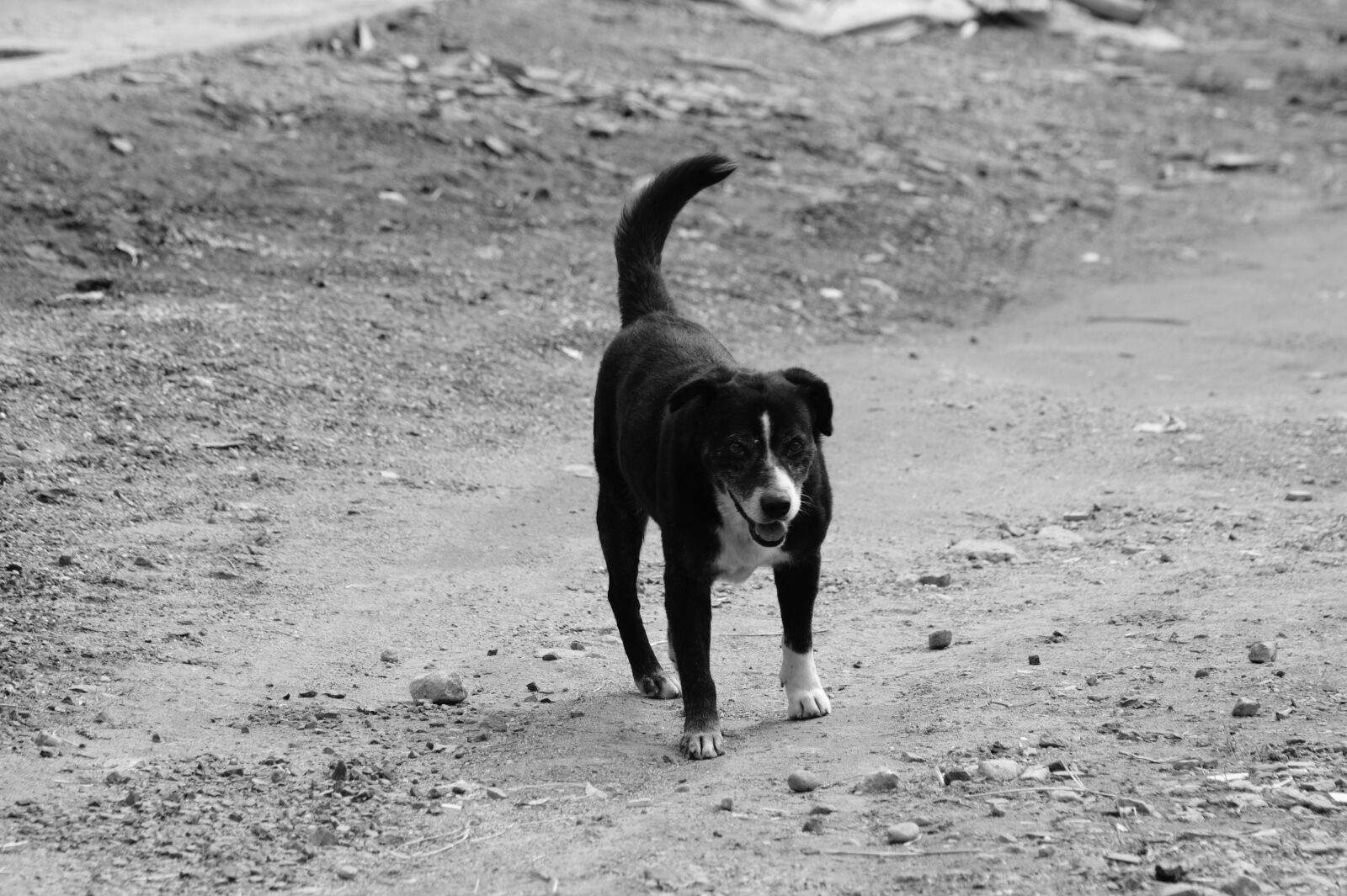 Sony Alpha DSLR-A390 sample photo. Fauna, ulloa, risaralda photography