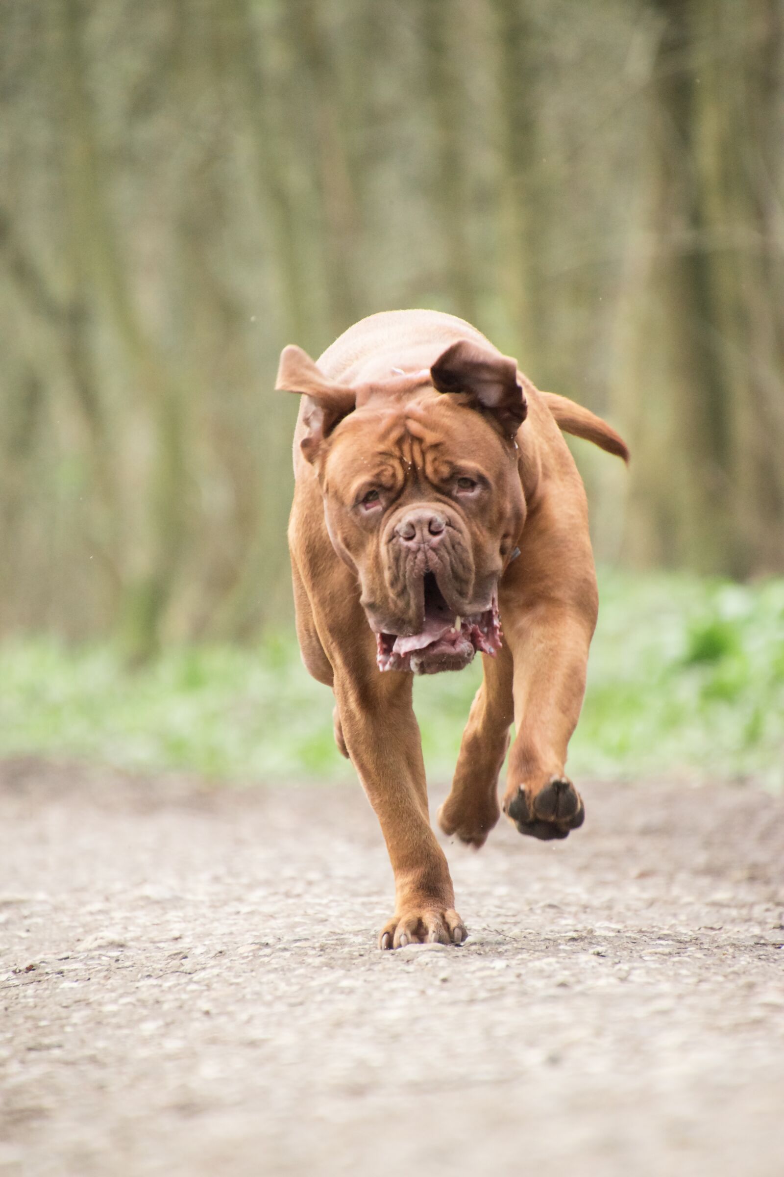 Nikon D5600 sample photo. Bordeaux mastiff, dog, animal photography