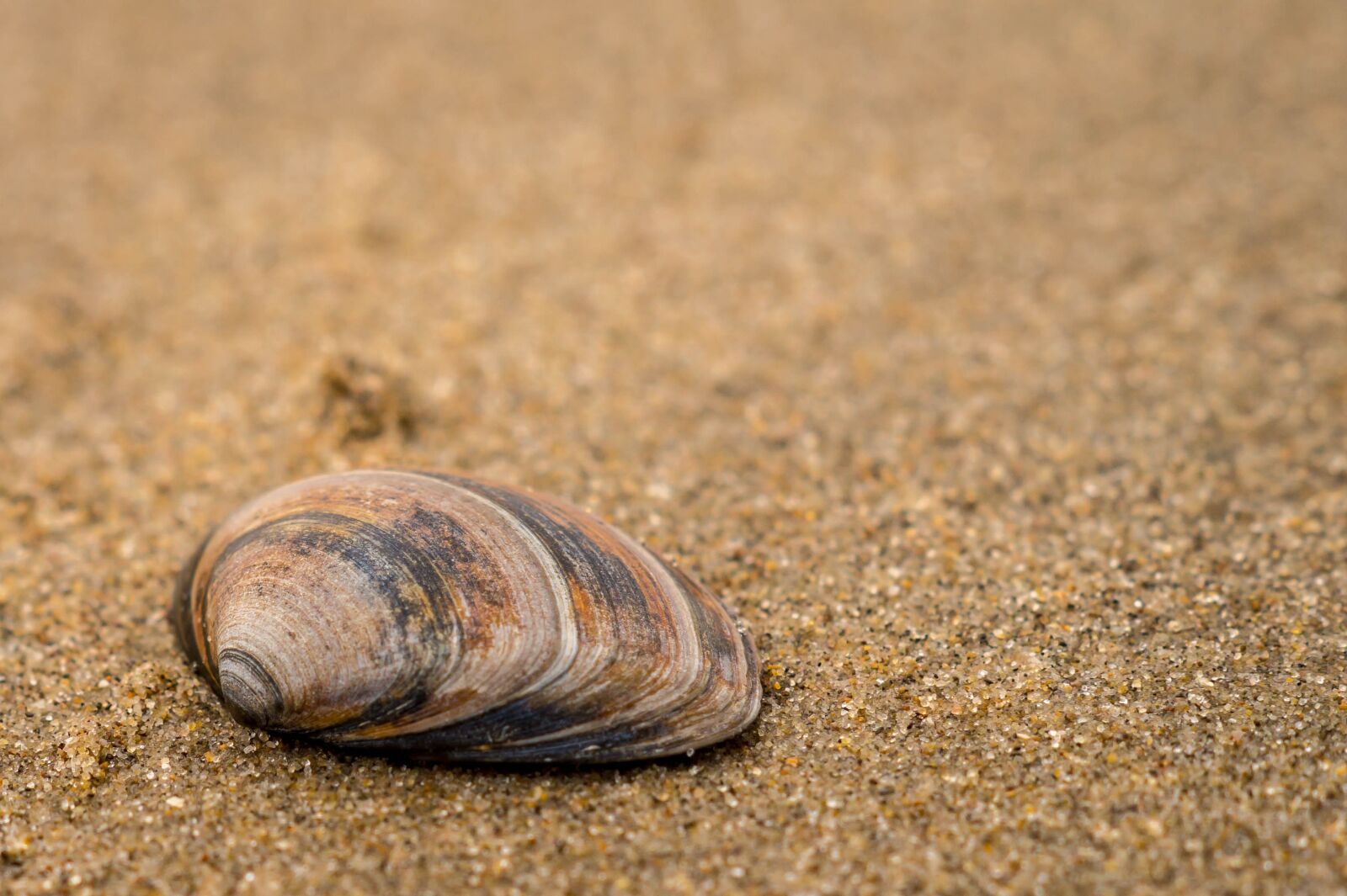 Sony SLT-A58 + Sony DT 50mm F1.8 SAM sample photo. Sand, coast, shell photography