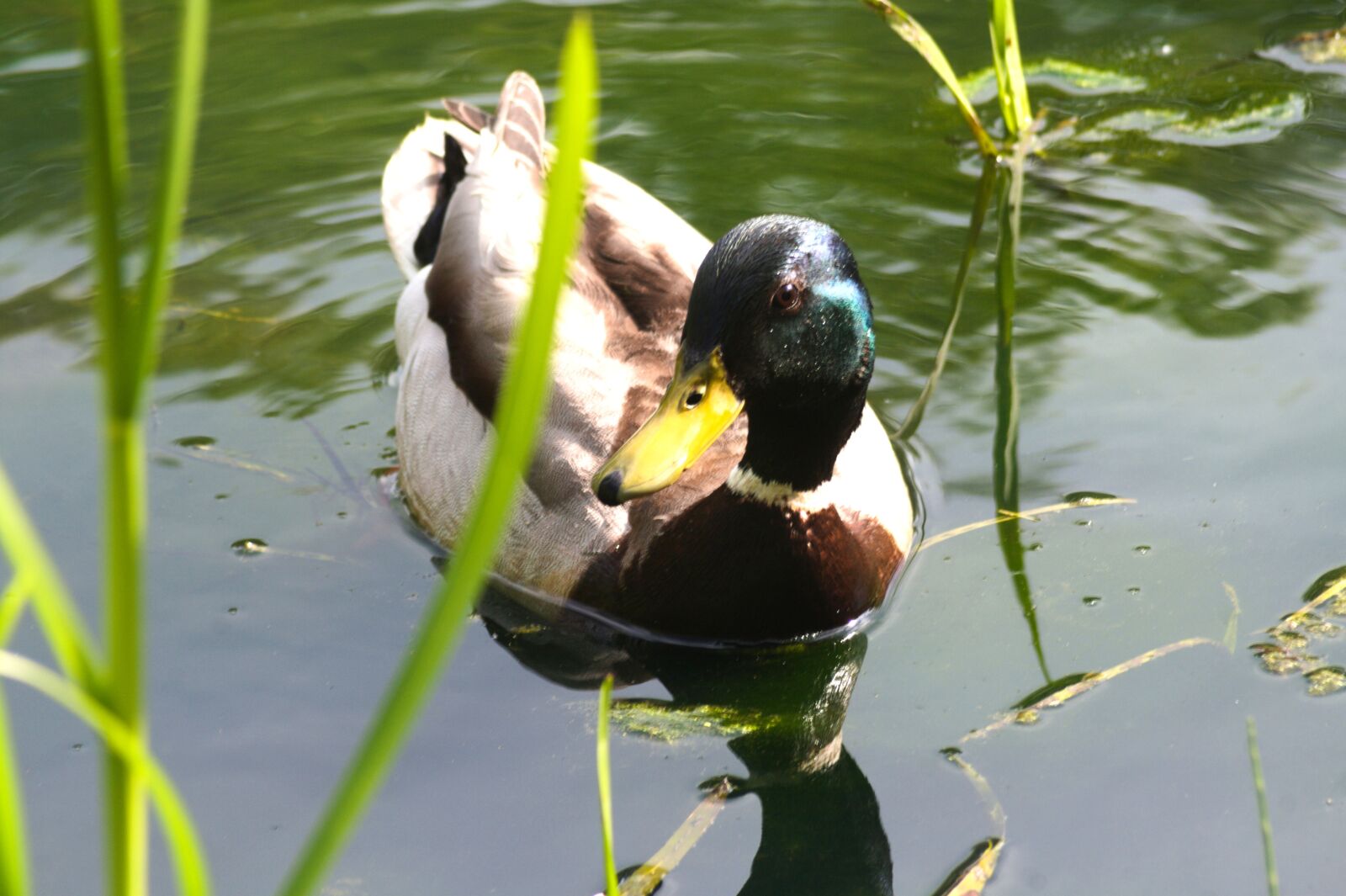 Canon EOS 400D (EOS Digital Rebel XTi / EOS Kiss Digital X) sample photo. Duck, lake, bird photography