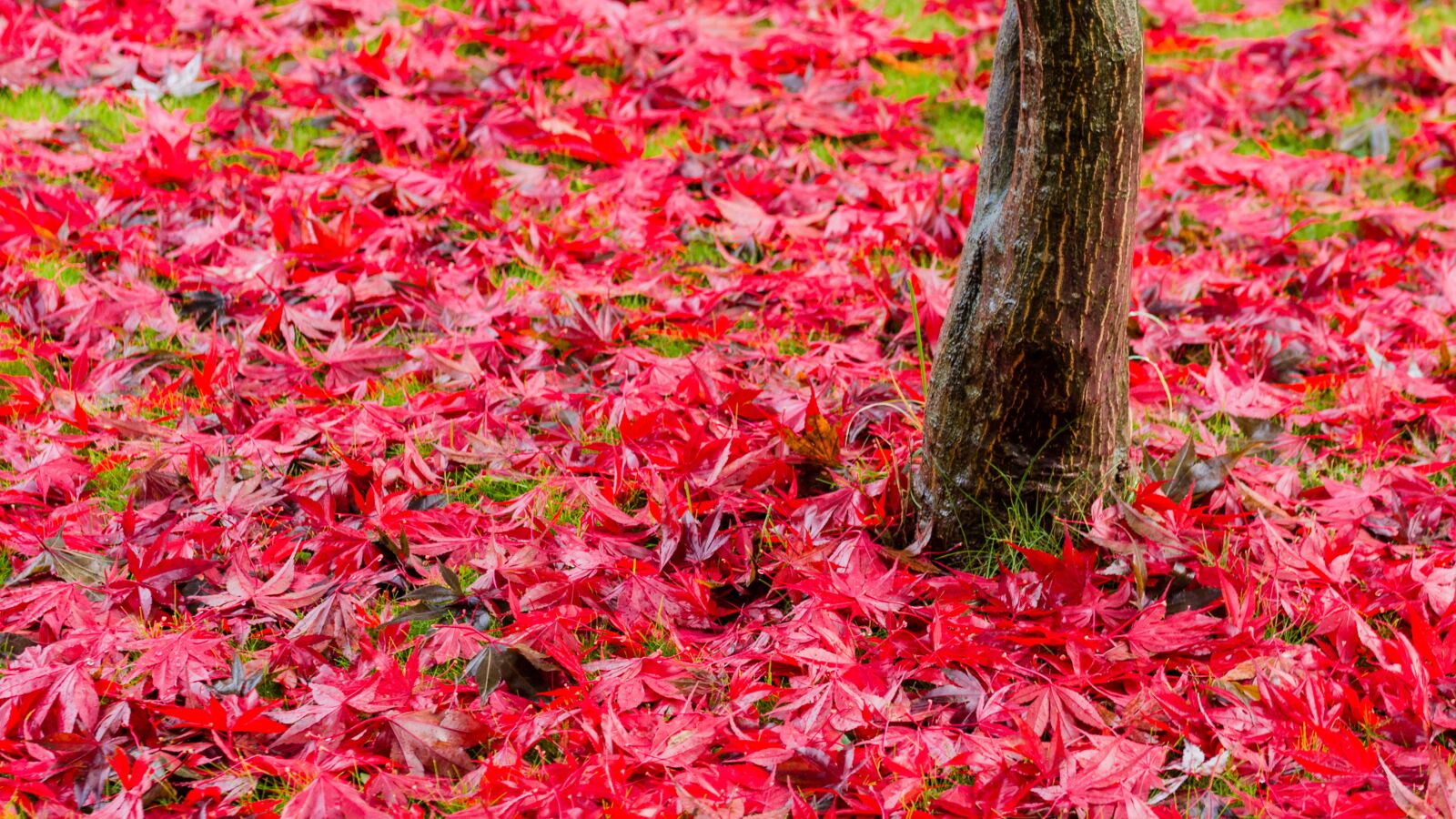 Nikon D7200 sample photo. Maple, red, autumn photography