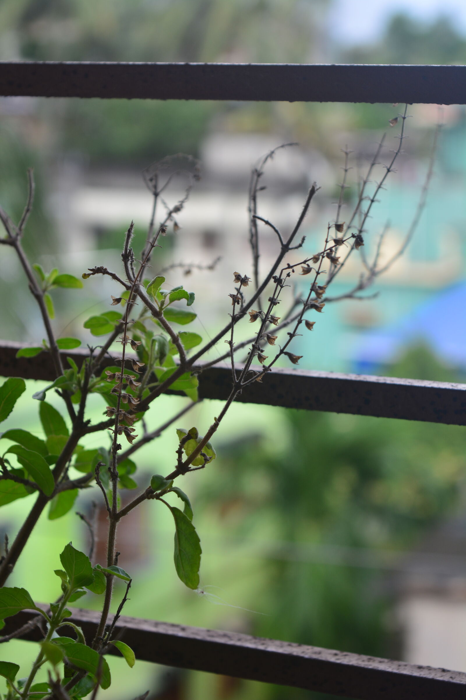 Nikon D5200 sample photo. Tulsi plant photography