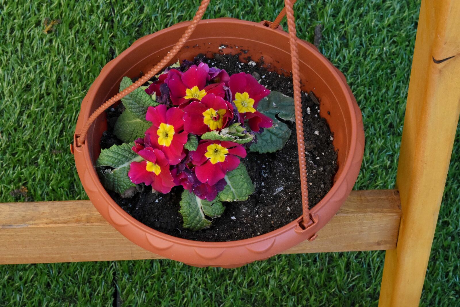 Nikon D5500 sample photo. Flowerpot, container, flower, garden photography