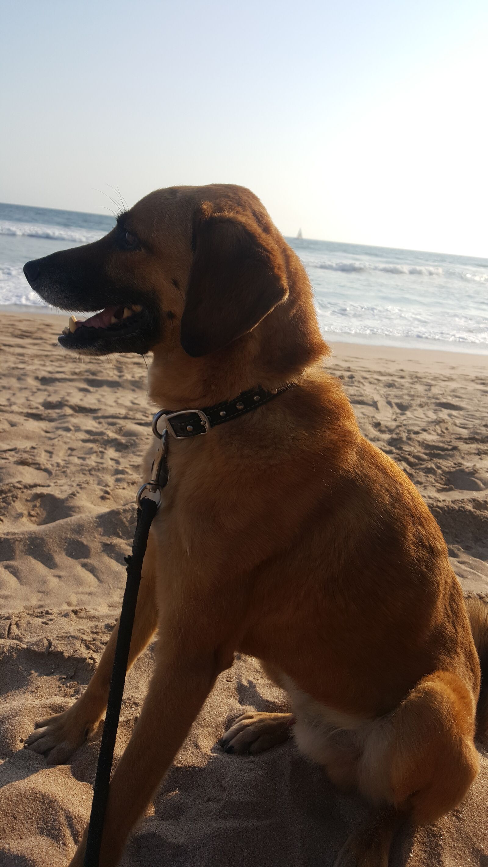 Samsung Galaxy S6 sample photo. Dog, animal, puppy photography