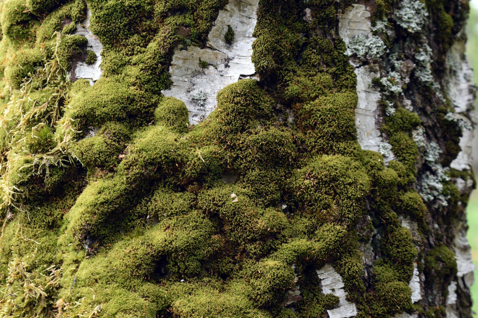 Nikon D3400 sample photo. Moss, the bark, tree photography