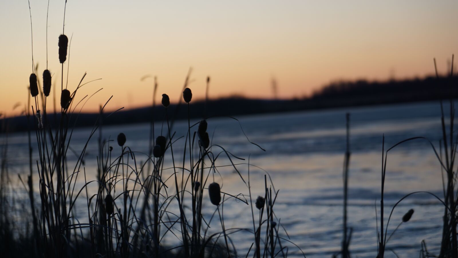 Sony a6000 + Sony Vario-Tessar T* E 16-70mm F4 ZA OSS sample photo. Nature, flora, sunset photography