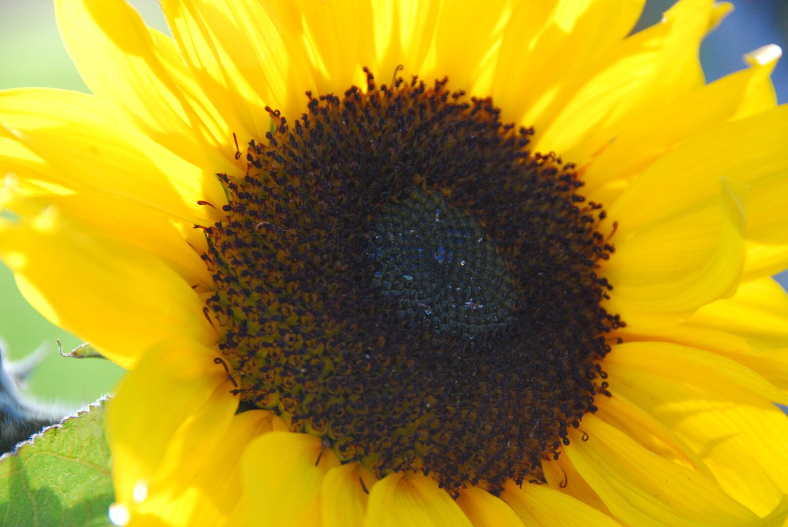 Nikon D60 sample photo. Sunflower, bright, colorful photography
