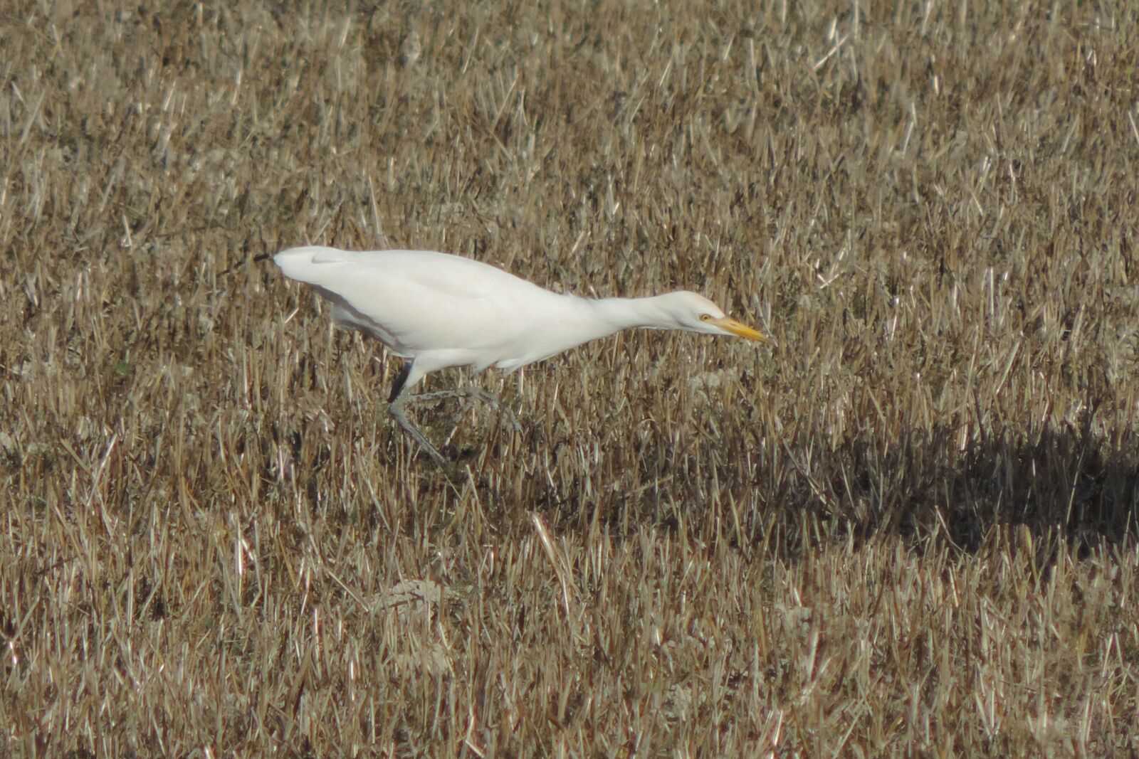 Nikon Coolpix P520 sample photo. Nature, birds, outdoors photography
