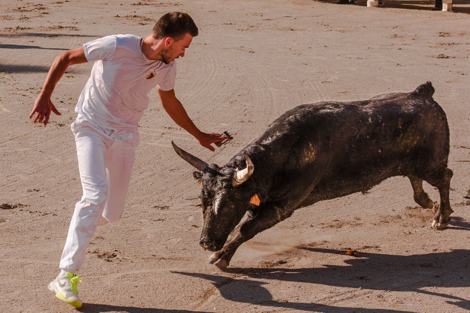 Nikon D300S sample photo. Bull, bull races, cowhide photography