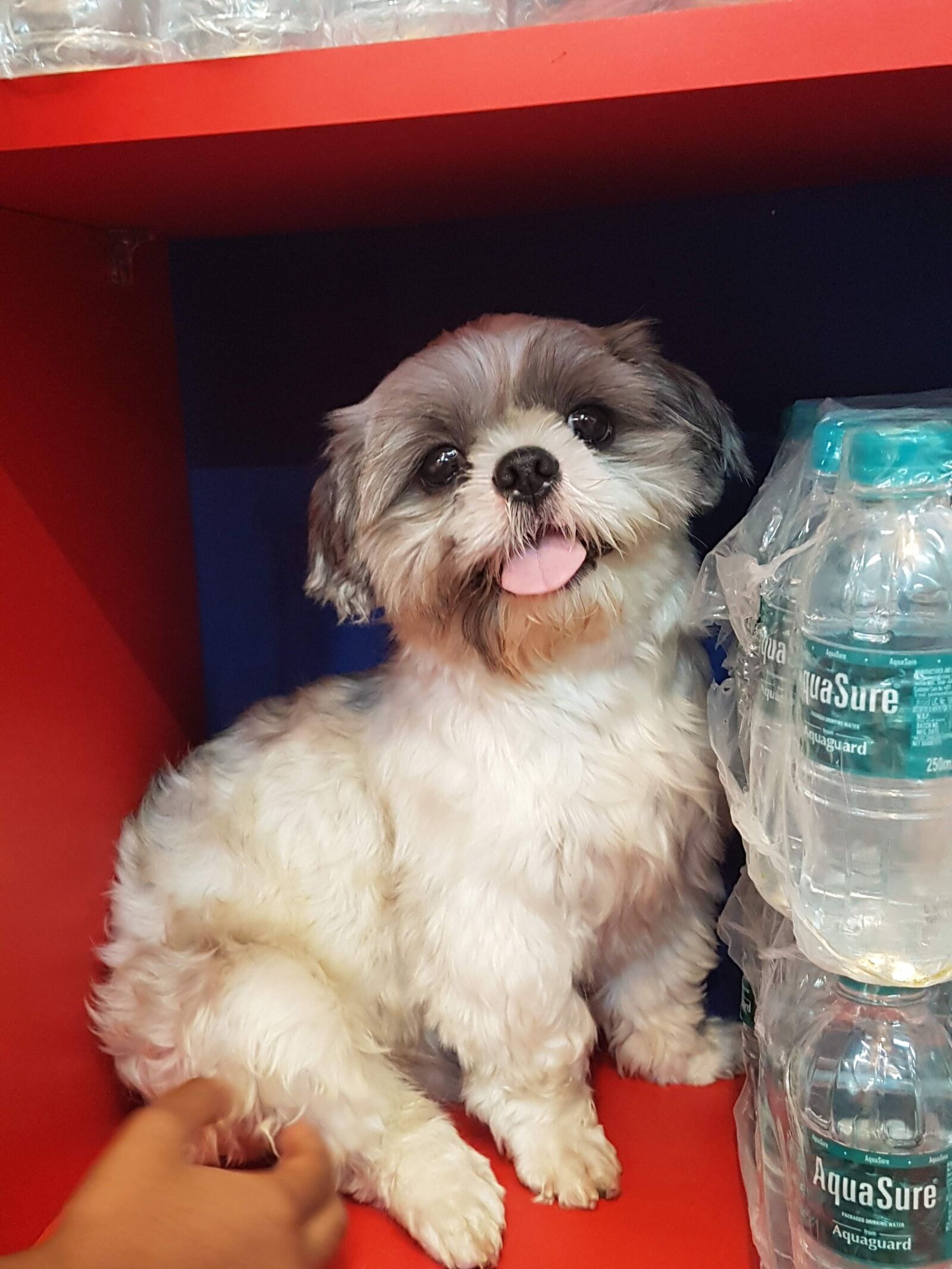 Samsung Galaxy S7 Edge sample photo. Dog, cute, puppy photography