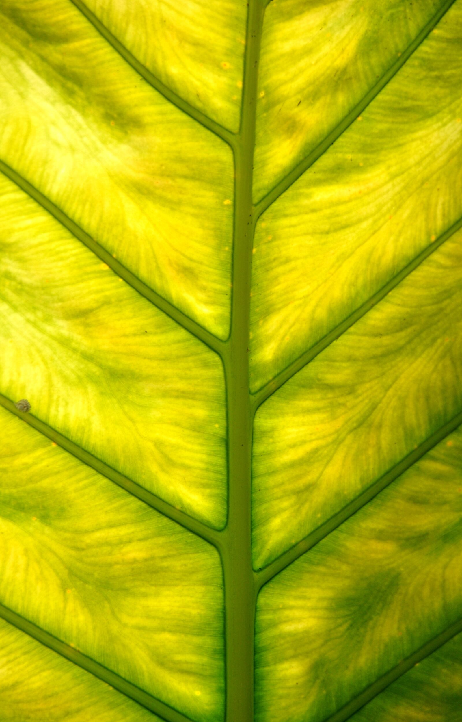 Nikon D90 sample photo. Leaf, green, veins photography