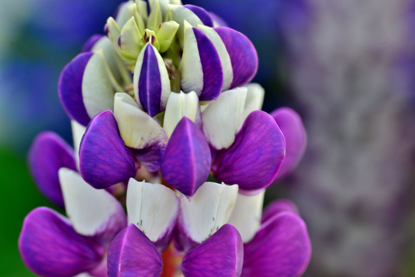 Nikon D600 sample photo. Lupine, flower, nature photography