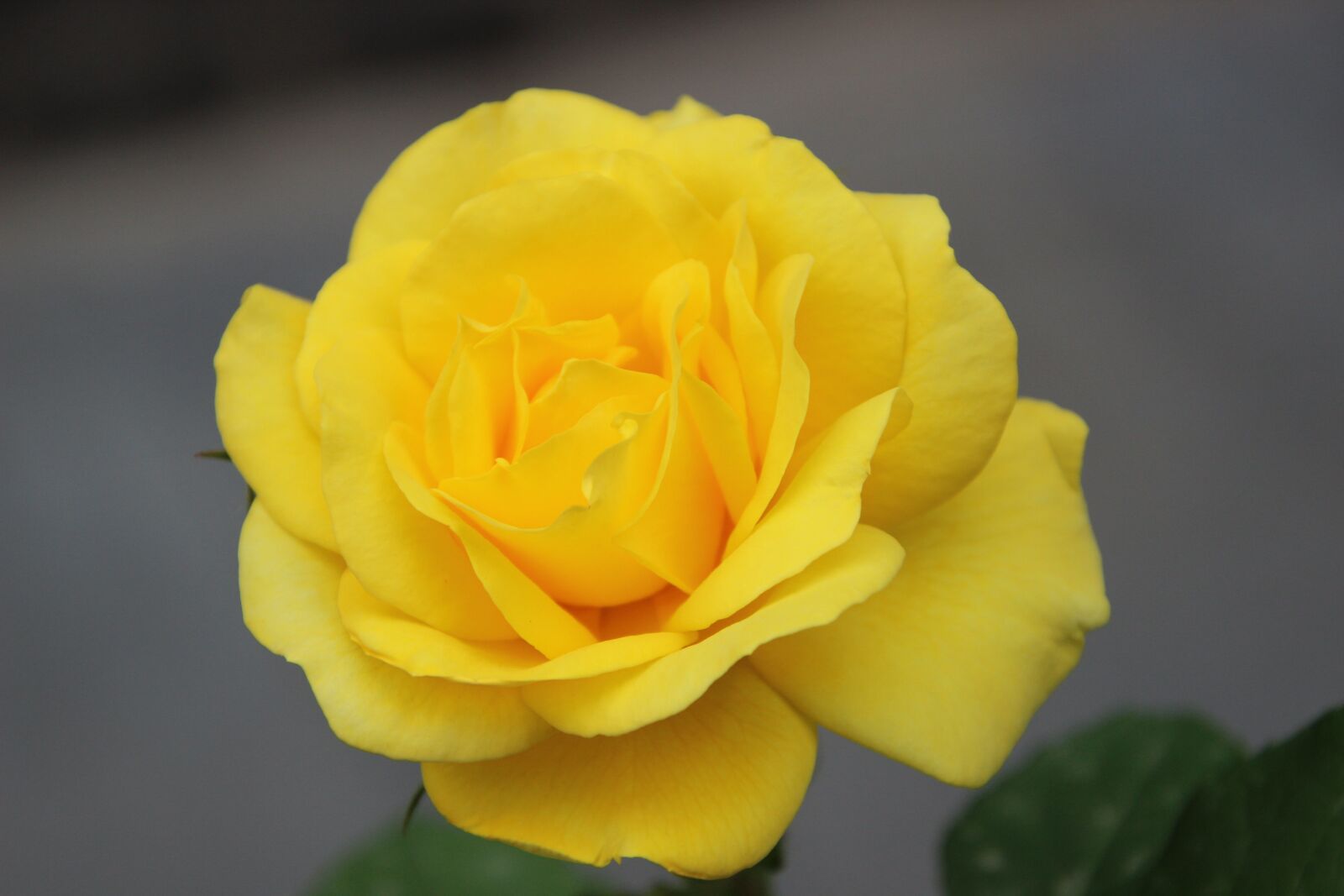 Canon EOS 600D (Rebel EOS T3i / EOS Kiss X5) sample photo. Rose, yellow rose, flower photography
