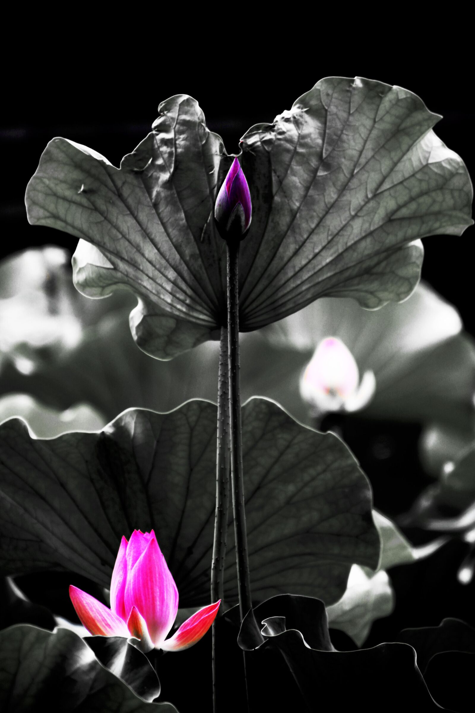 Canon EOS 500D (EOS Rebel T1i / EOS Kiss X3) sample photo. Flower, night, lotus photography
