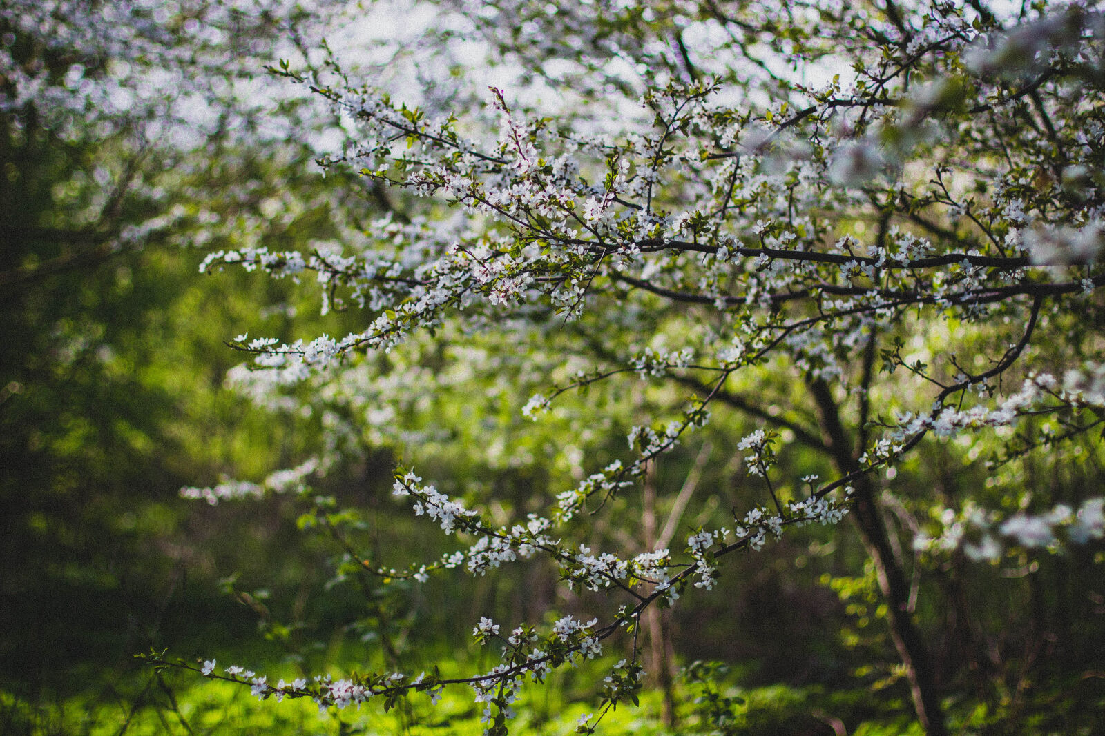 Canon EOS 600D (Rebel EOS T3i / EOS Kiss X5) + Canon EF 50mm F1.4 USM sample photo. Beautiful, bloom, blooming, blossom photography
