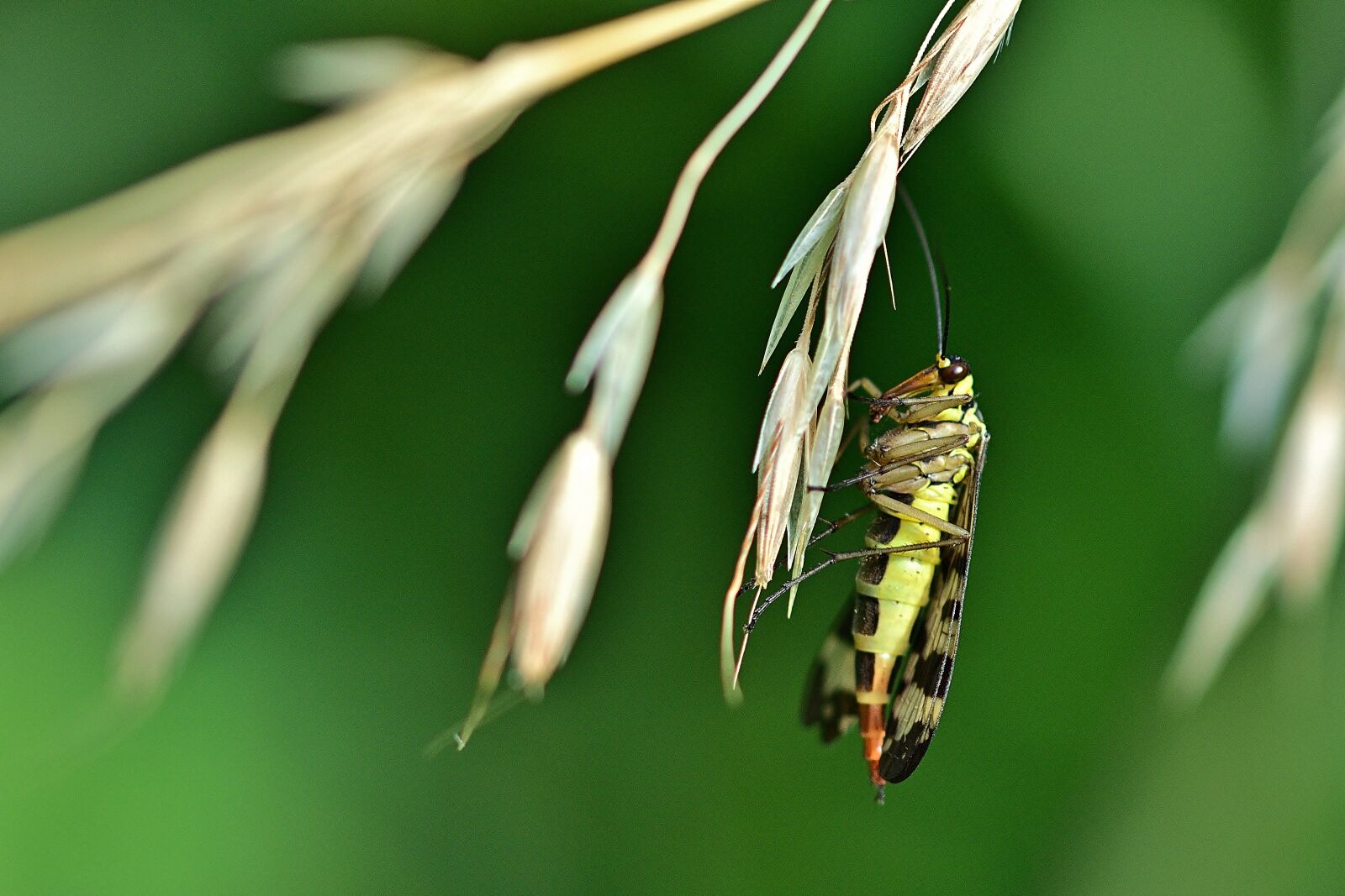 Nikon D5200 sample photo. Communis, female, flying insects photography