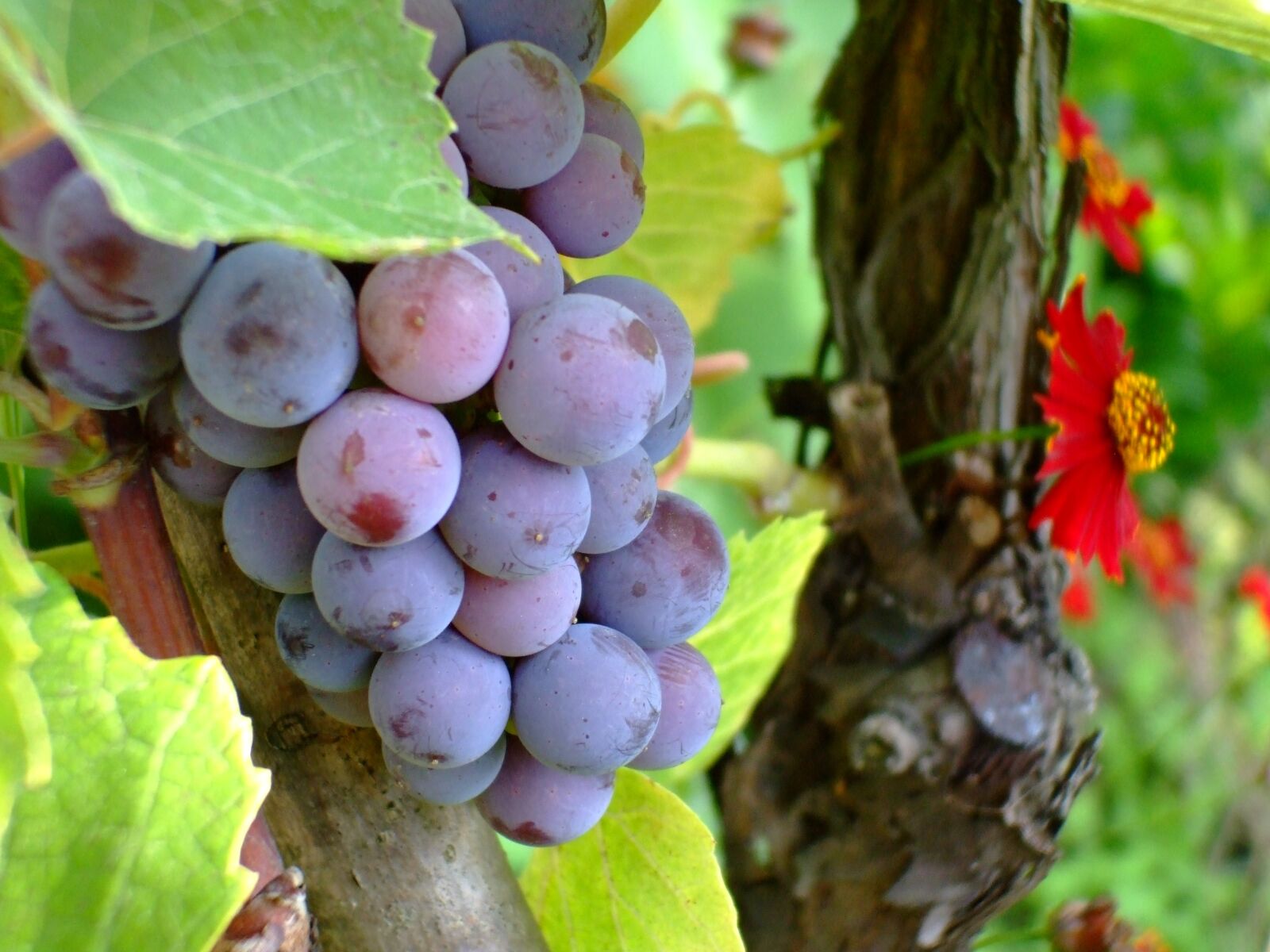 Fujifilm FinePix A800 sample photo. Purple grape, grape, fruit photography