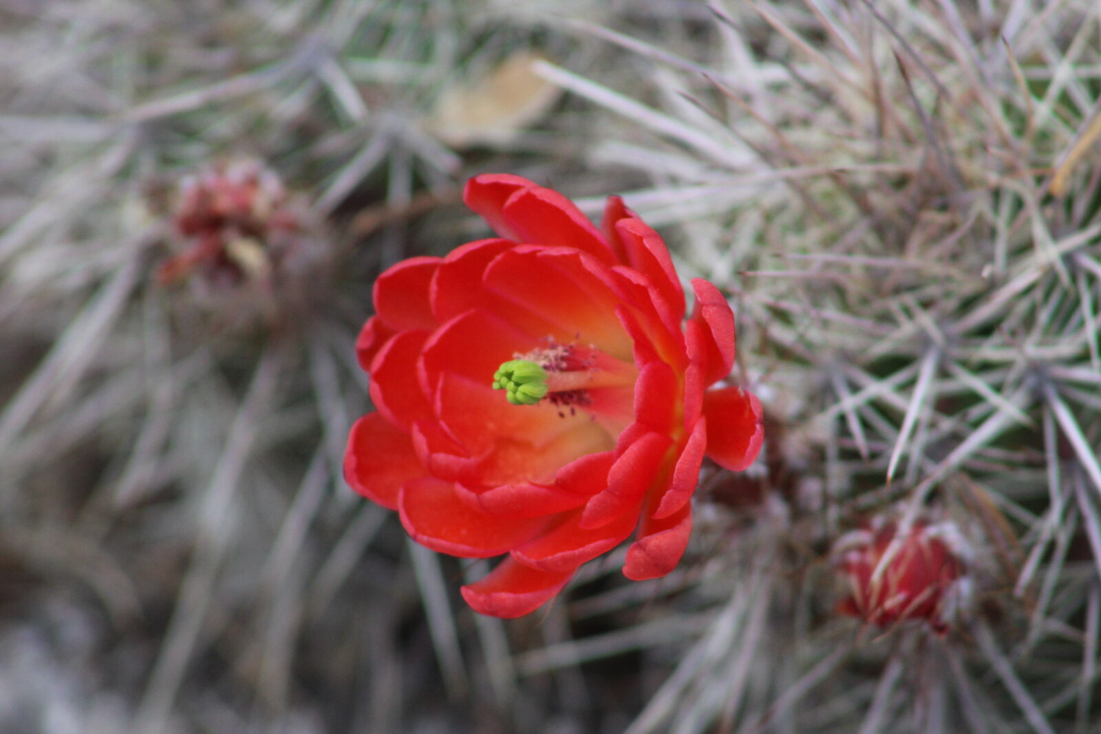 Canon EF 75-300mm f/4-5.6 sample photo. Cactus, flower photography