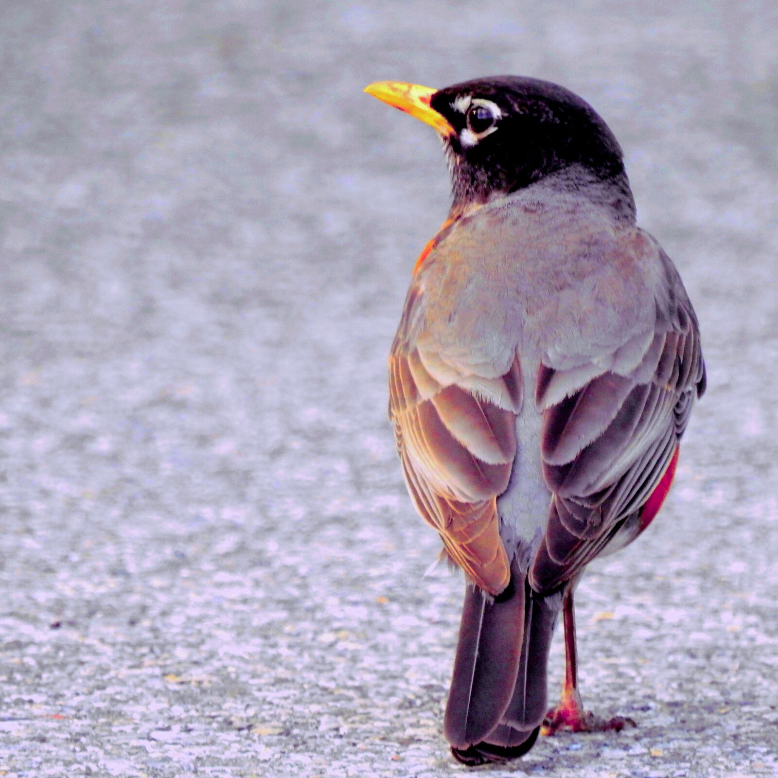 Nikon Coolpix P900 sample photo. Bird, small, instagram photography