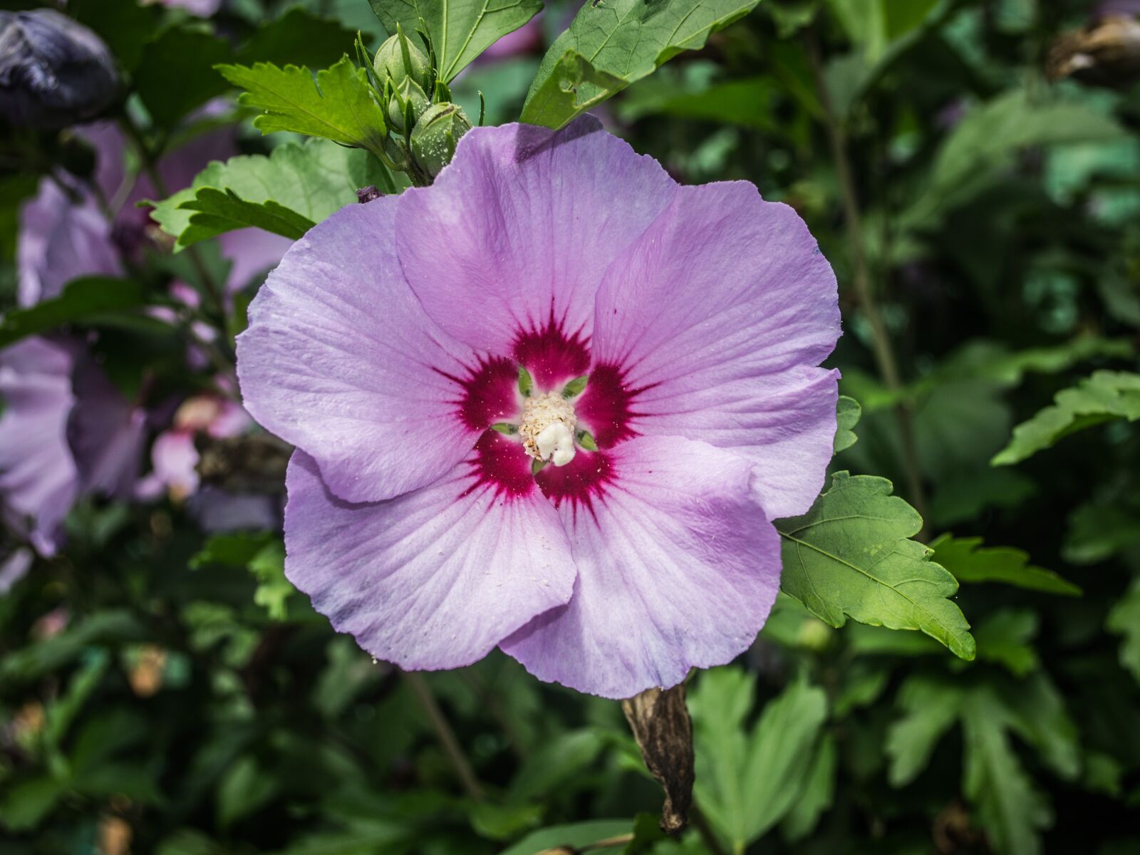 Nikon D3100 sample photo. Flower, plant, spring photography