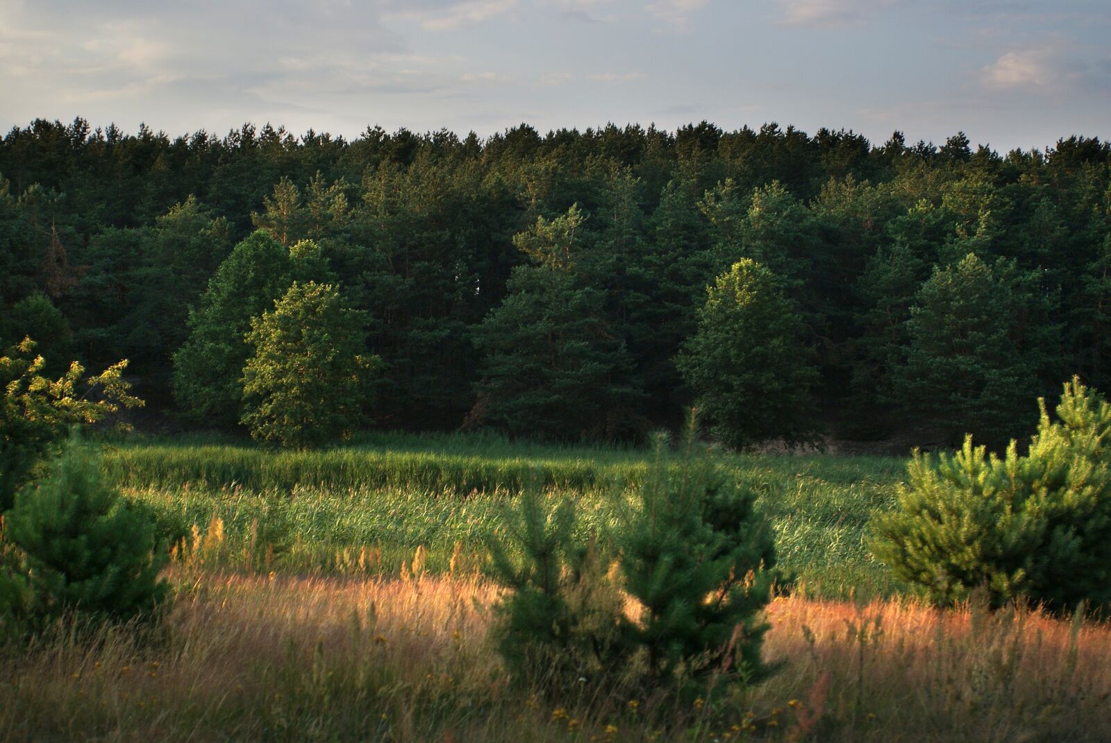 Sony Alpha DSLR-A200 sample photo. Landscape, grass, figure photography