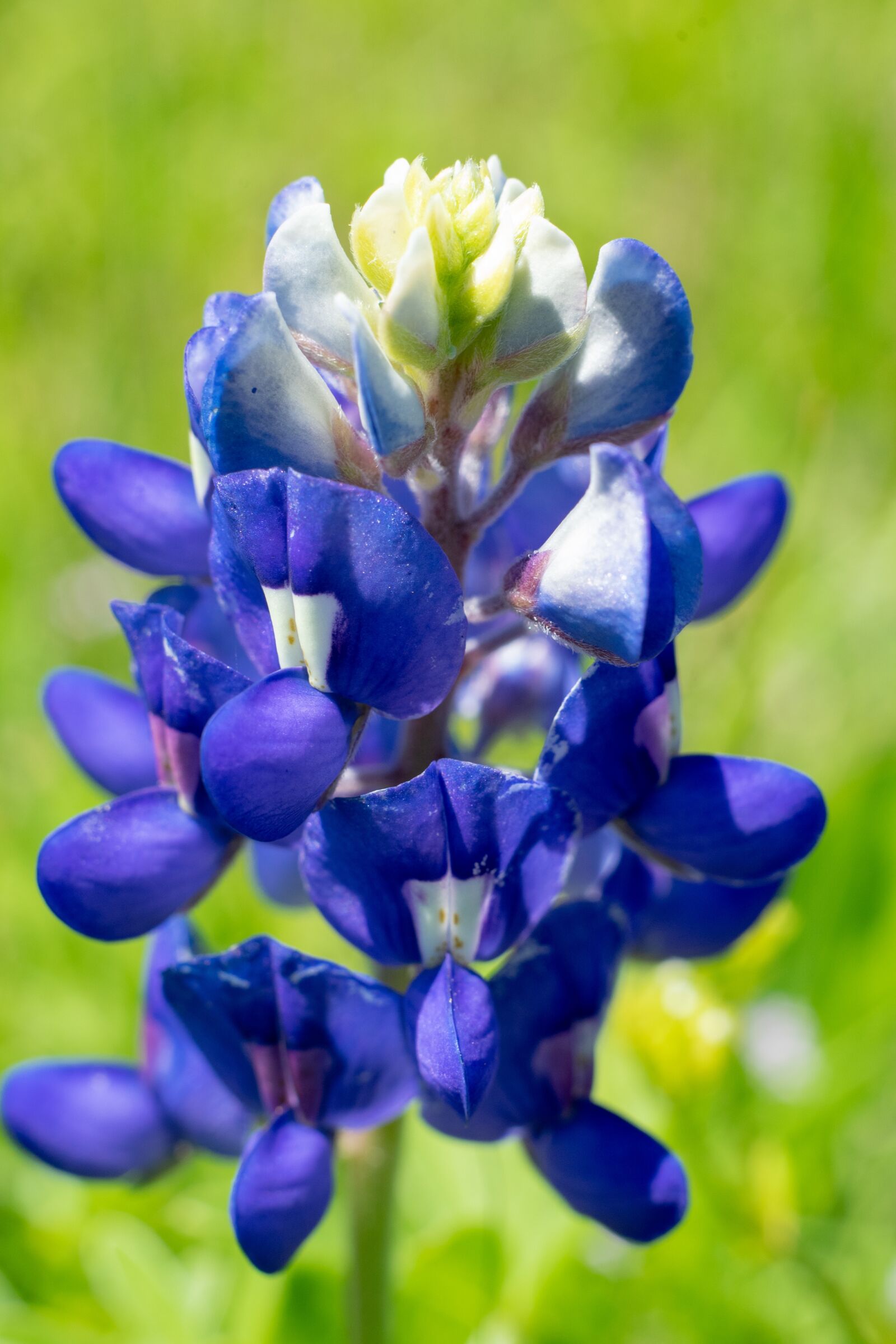 Sony a7 II + Sony FE 50mm F1.8 sample photo. Blue bonnet, texas, outdoor photography
